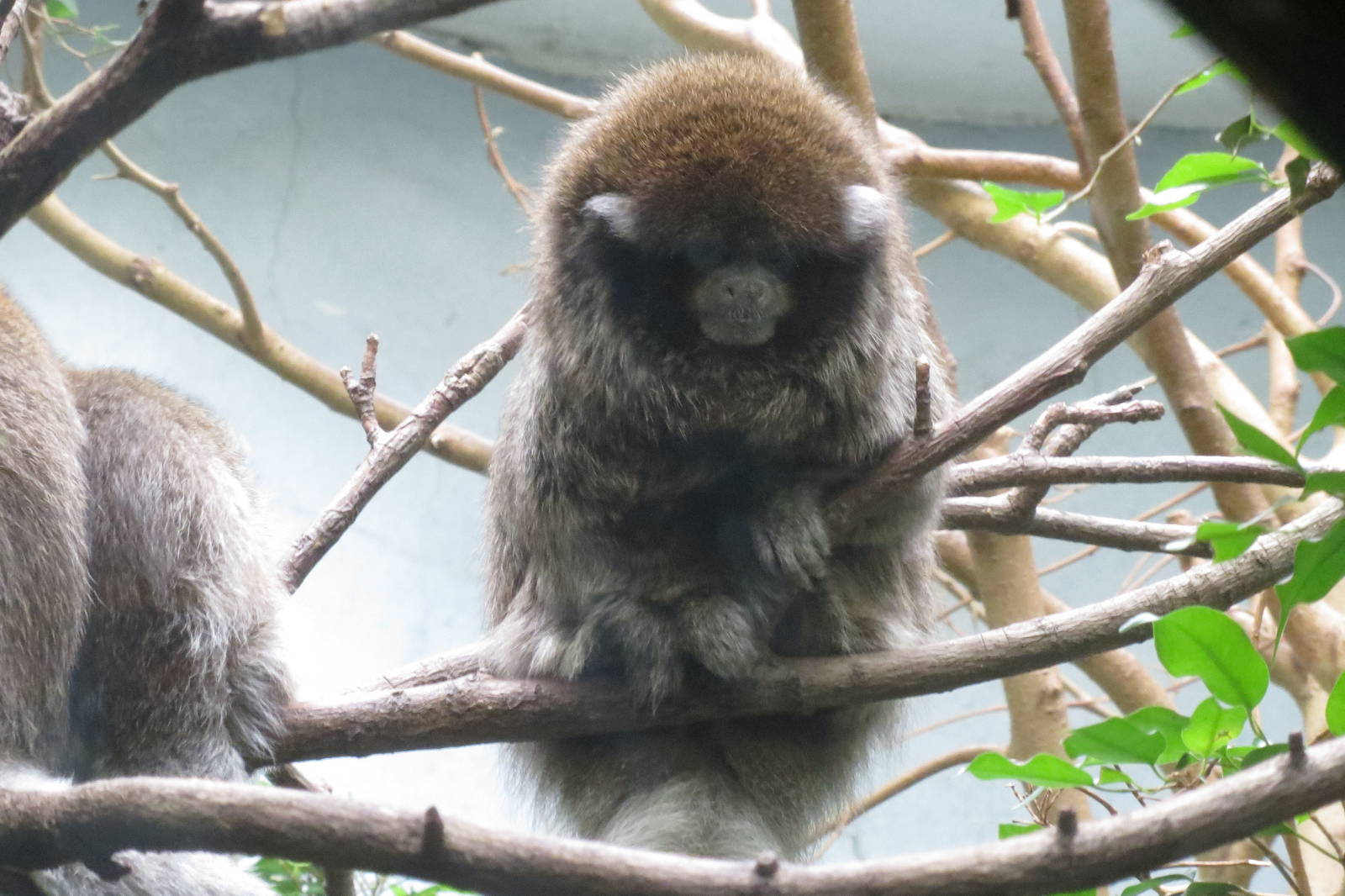 Bolivian Grey Titi - World of Birds 031215