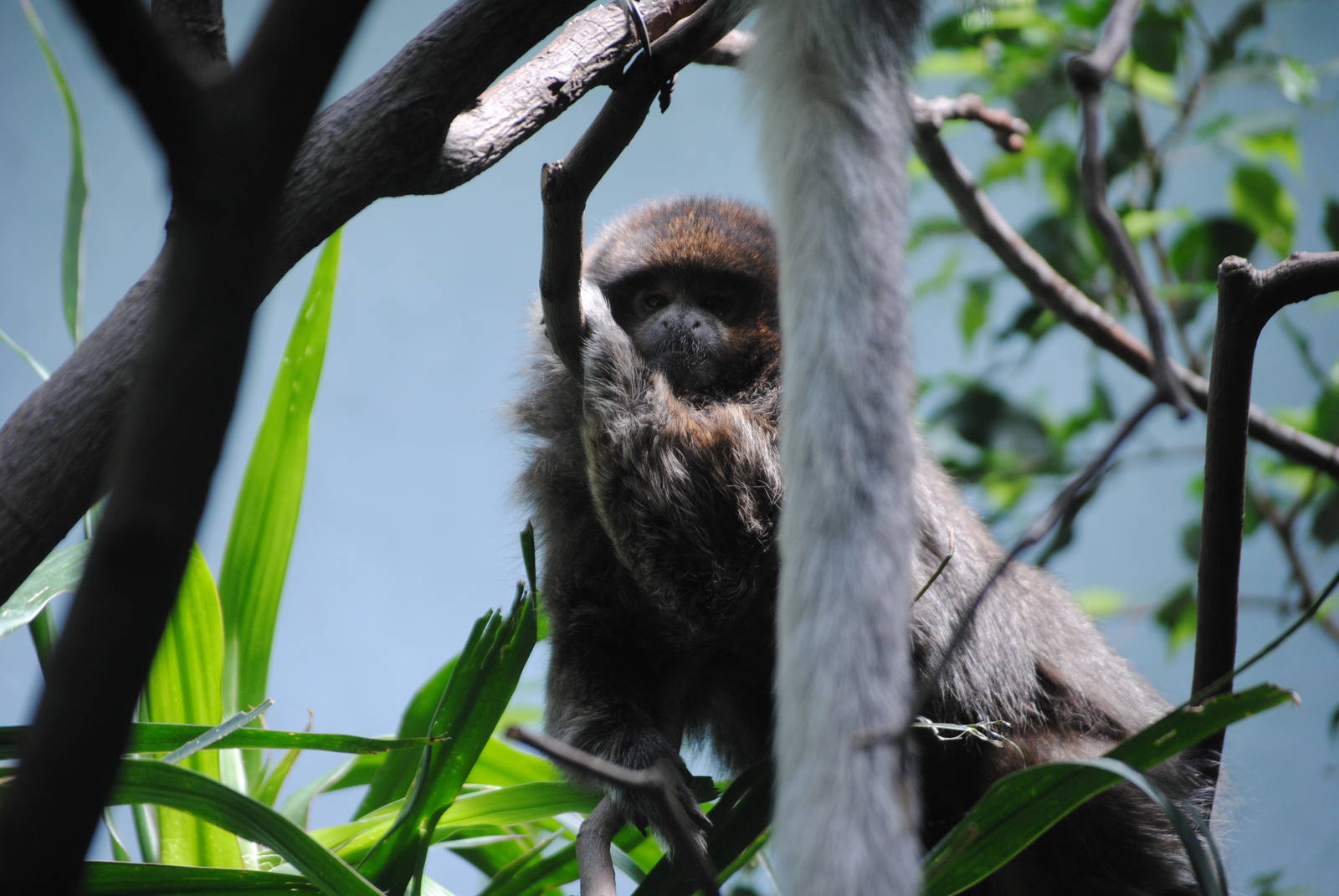 Bolivian Grey Titi