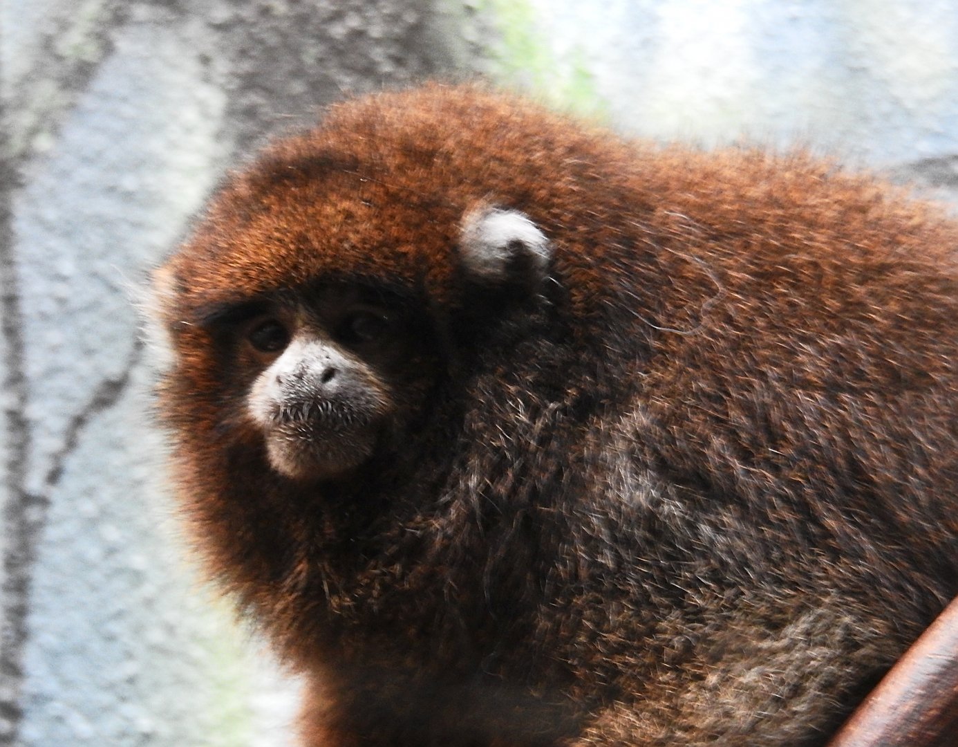 Bolivian Grey Titi