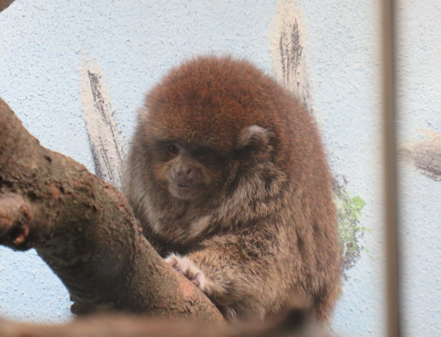 Bolivian grey titi