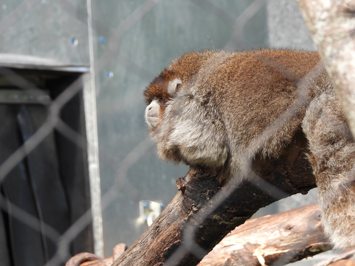 Bolivian grey titi