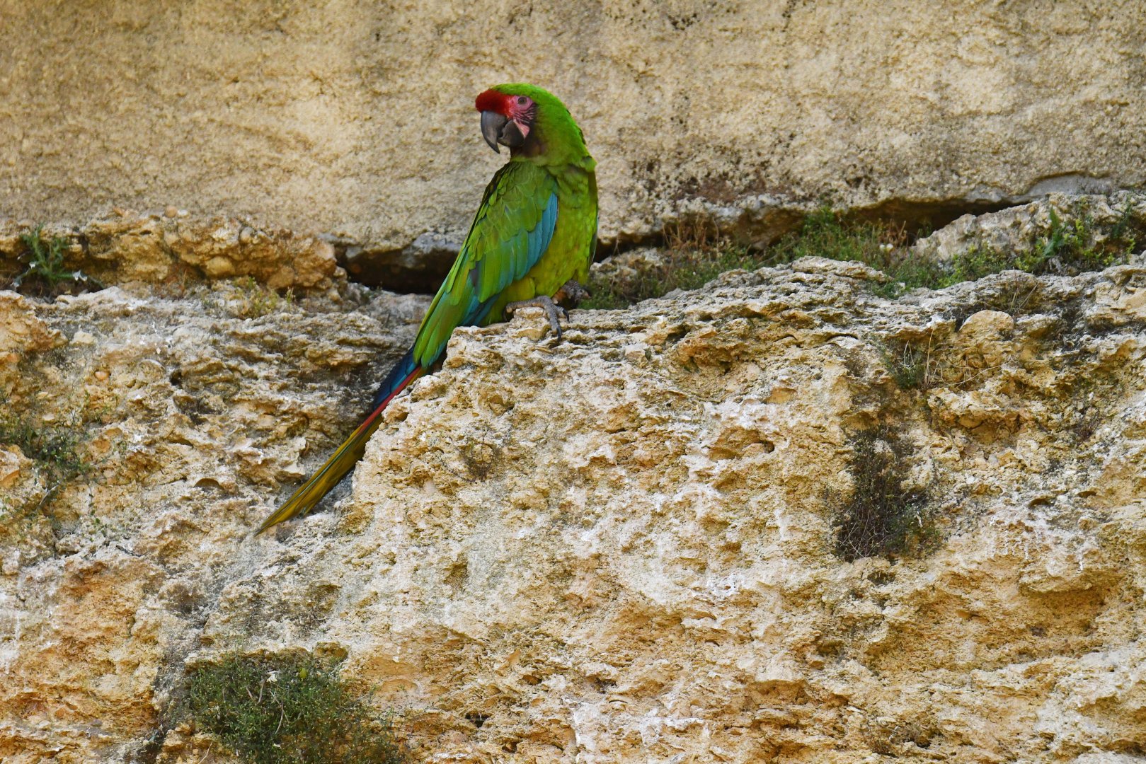 Bolivian military macaw (Ara militaris bolivianus)