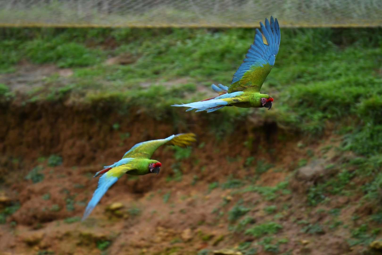 Bolivian military macaw (Ara militaris bolivianus)