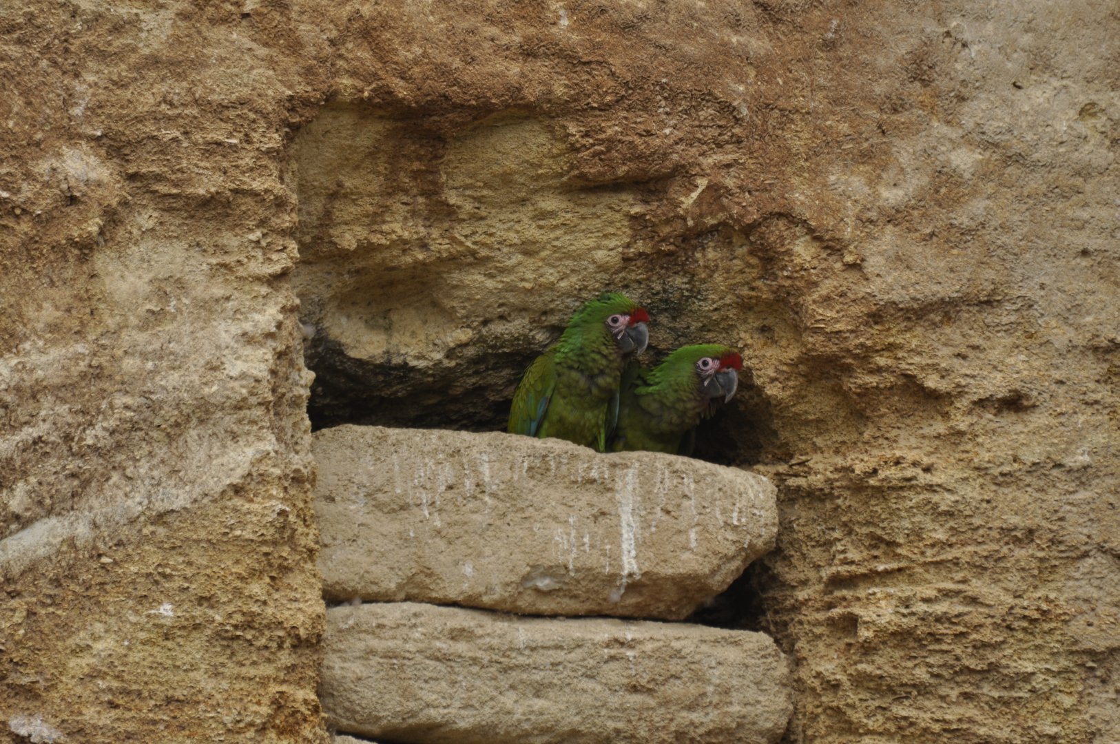 Bolivian military macaw (Ara militaris bolivianus)