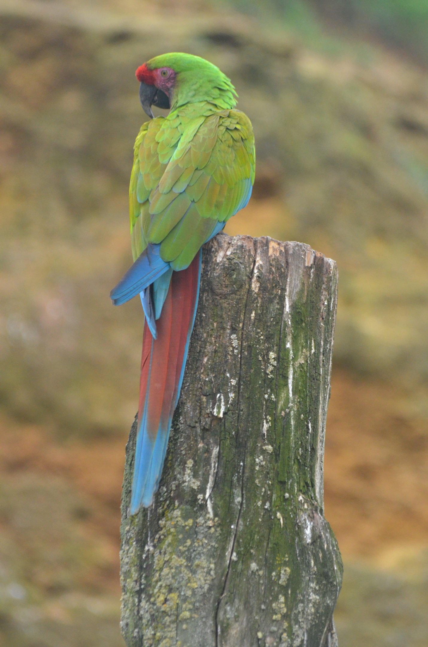 Bolivian Military Macaw at Doué-la-Fontaine, 15/06/18