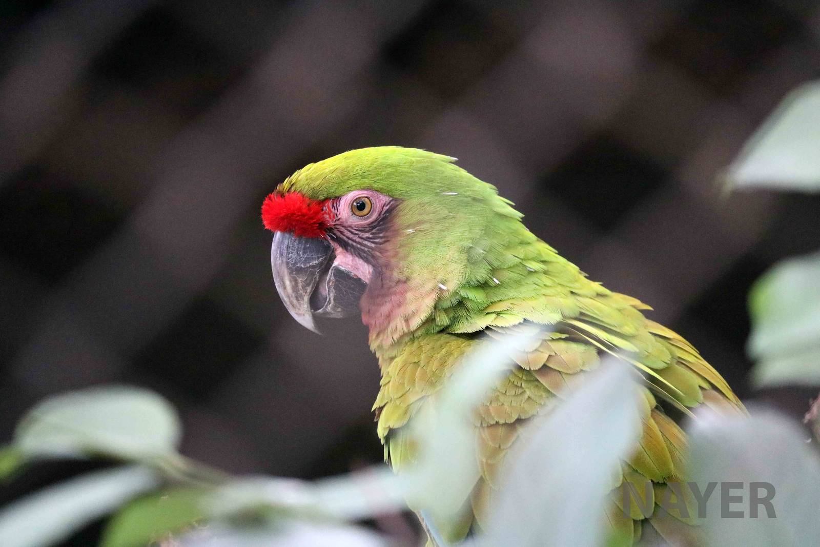 Bolivian military macaw, March 2016