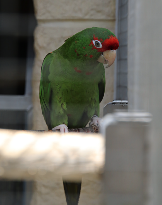 Bolivian mitred conure (Psittacara mitratus mitratus) - Parrot Zoo Bošovice