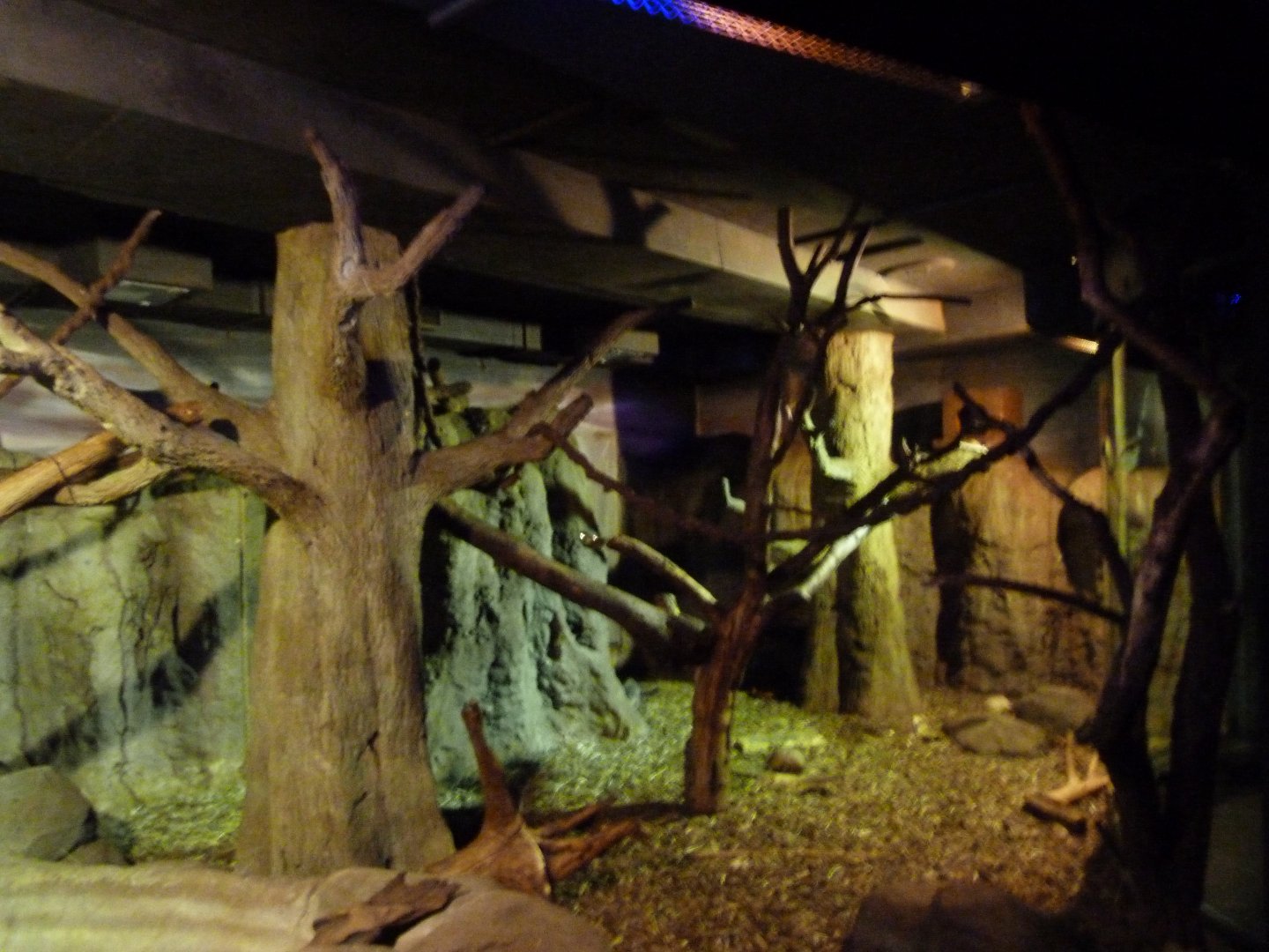 Bolivian night monkey and Southern three-banded armadillo exhibit -Zoologischer Garten Berlin (2024)