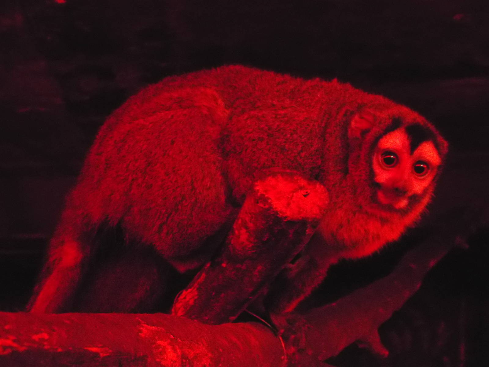 Bolivian Night Monkey (Aotus azarae boliviensis) at Tropical World - 28 Dec