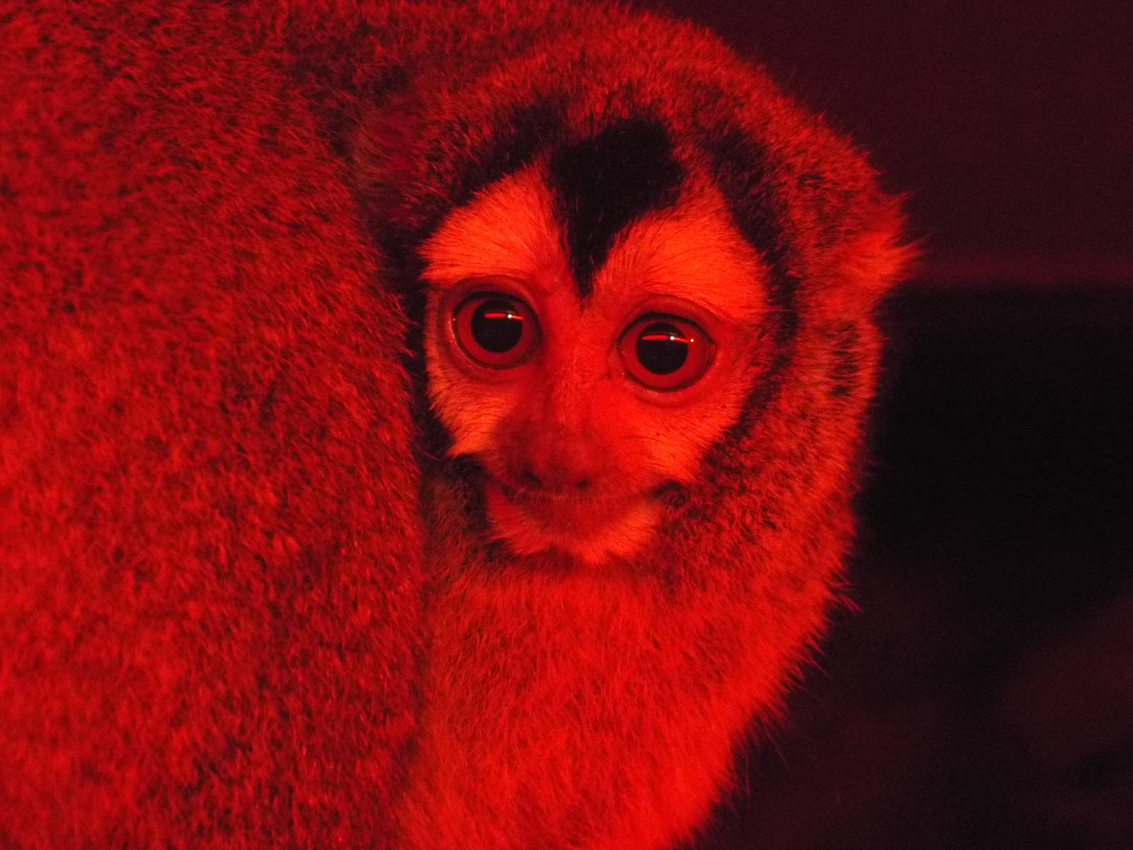 Bolivian Night Monkey (Aotus azarae boliviensis) at Tropical World - 28 Dec