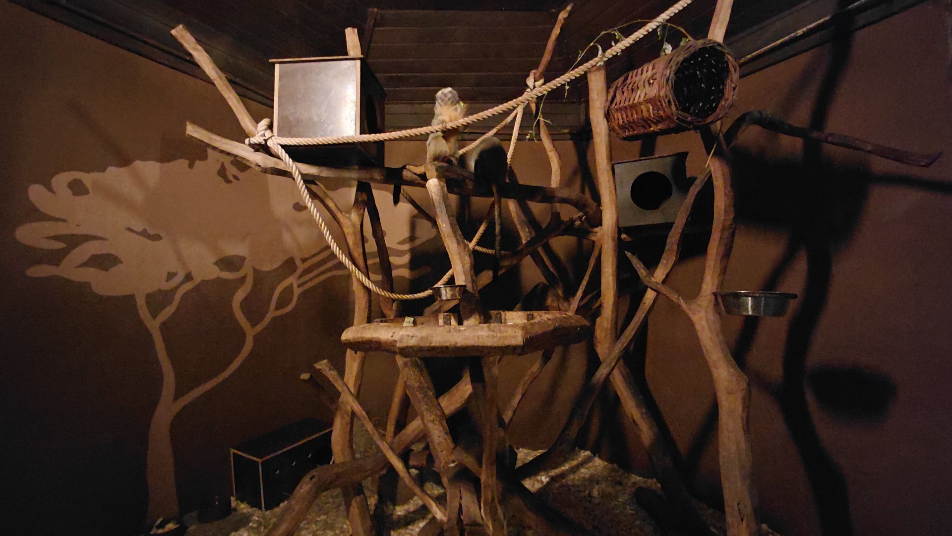 Bolivian night monkey exhibit