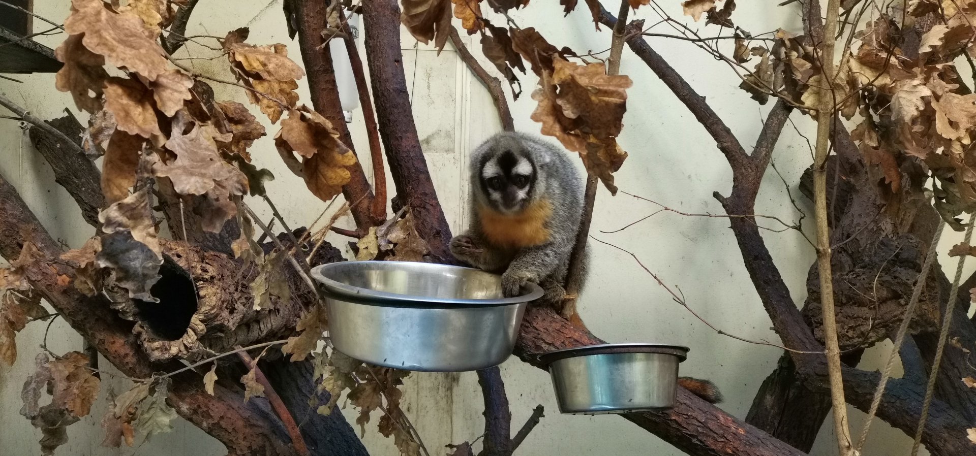 Bolivian Night Monkey