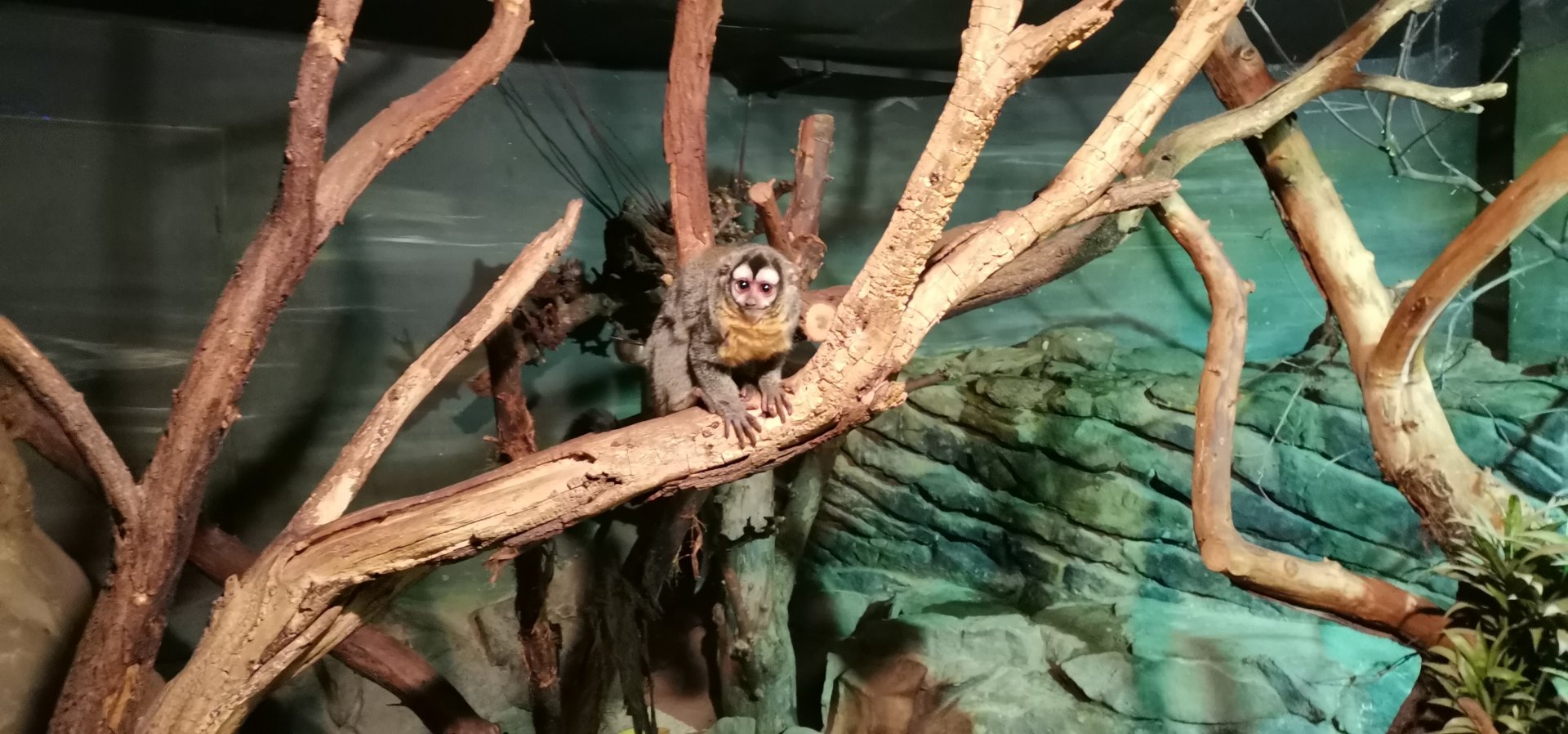 Bolivian Night Monkey