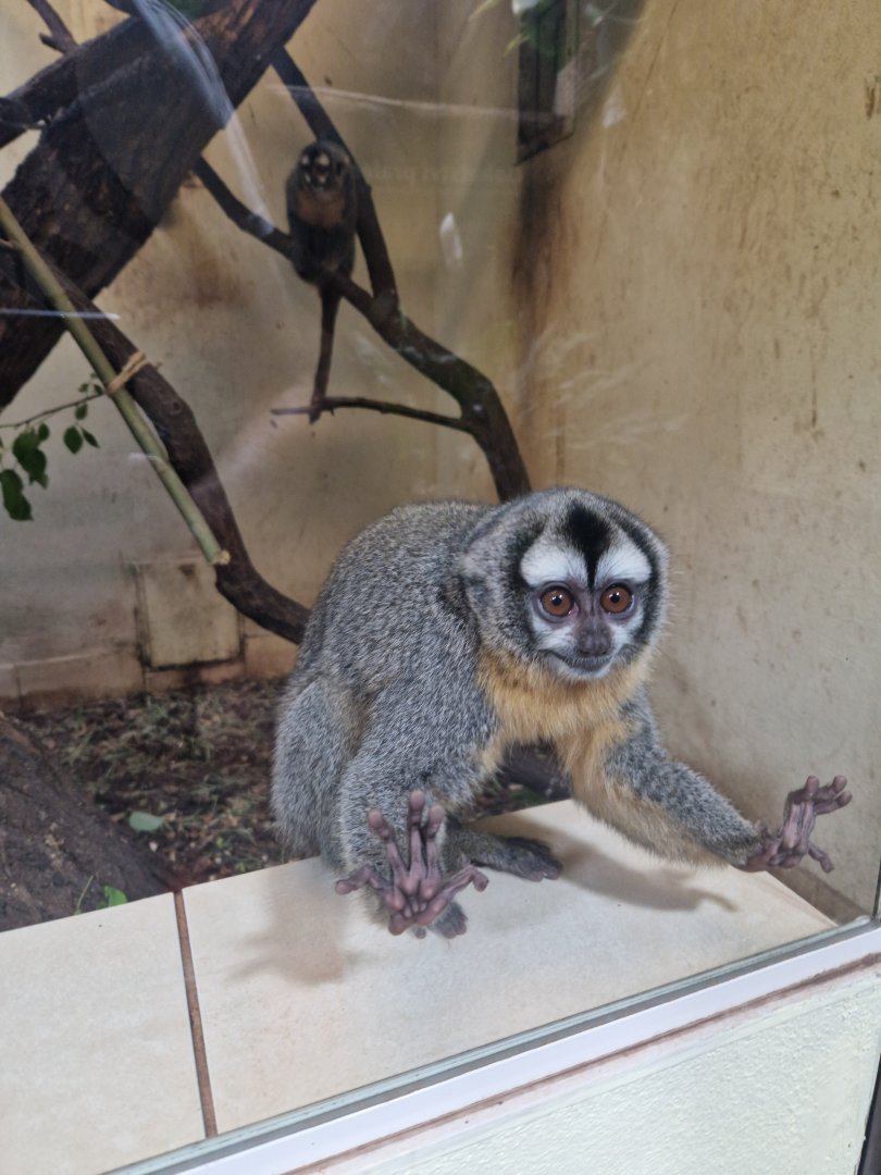 Bolivian night monkey