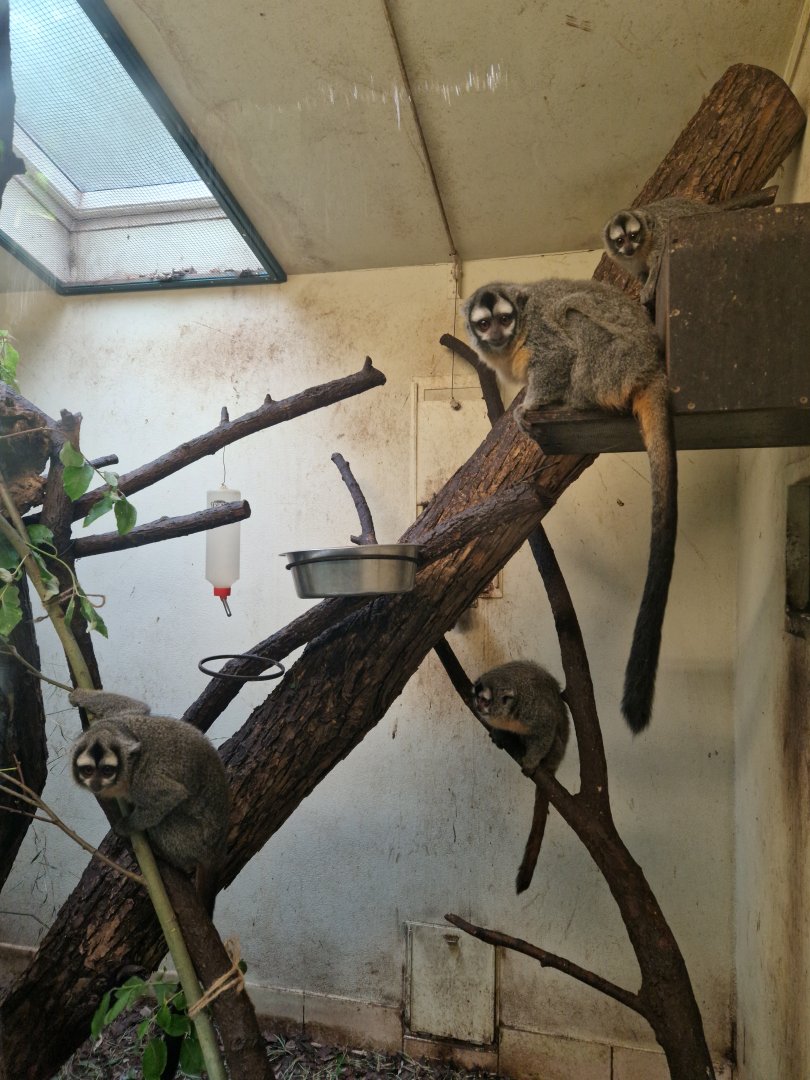 Bolivian night monkeys