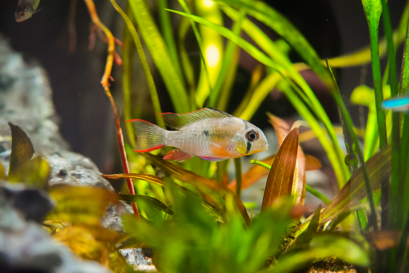 Bolivian Ram (Amazon Spheres)