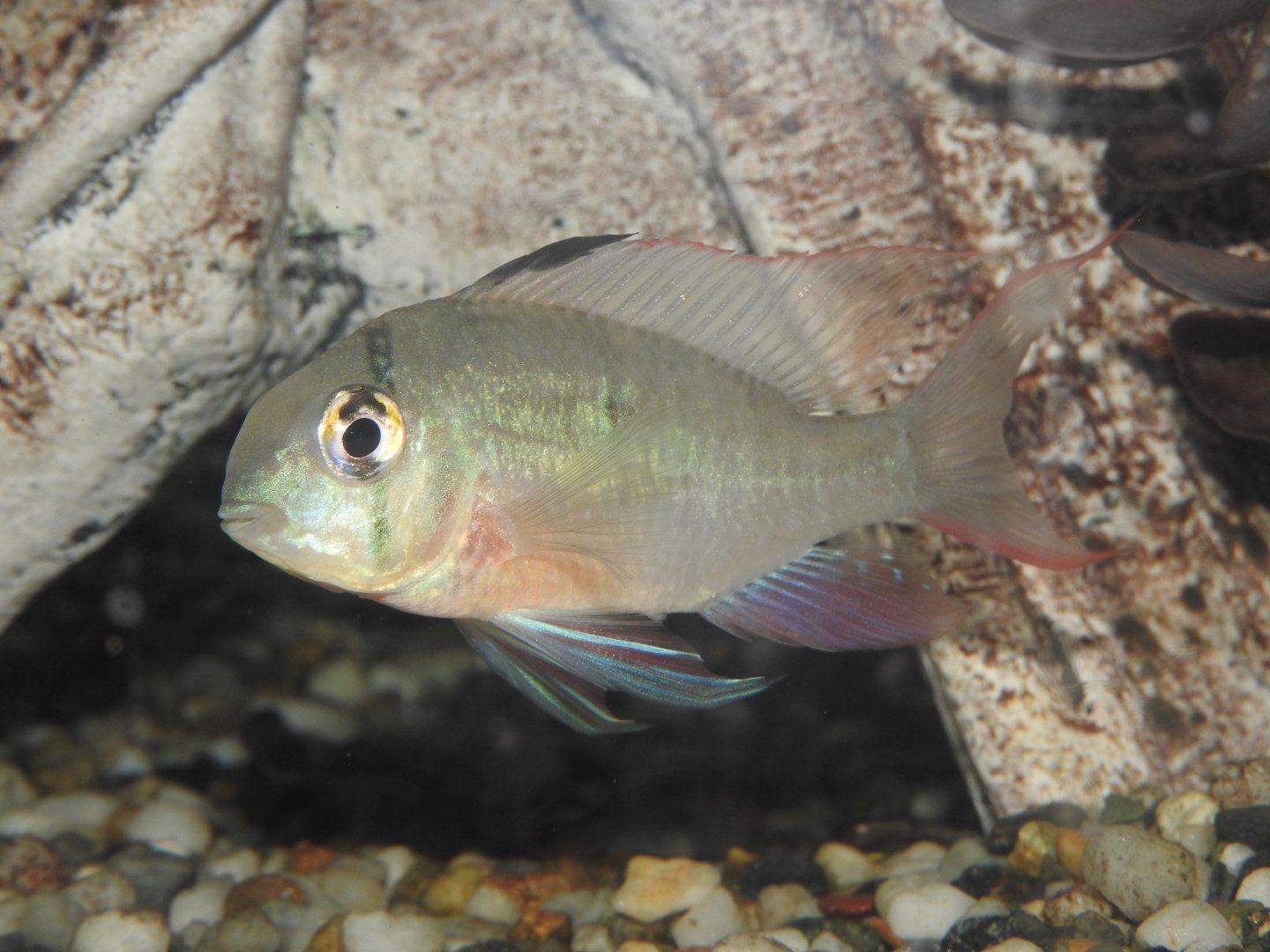 Bolivian Ram male