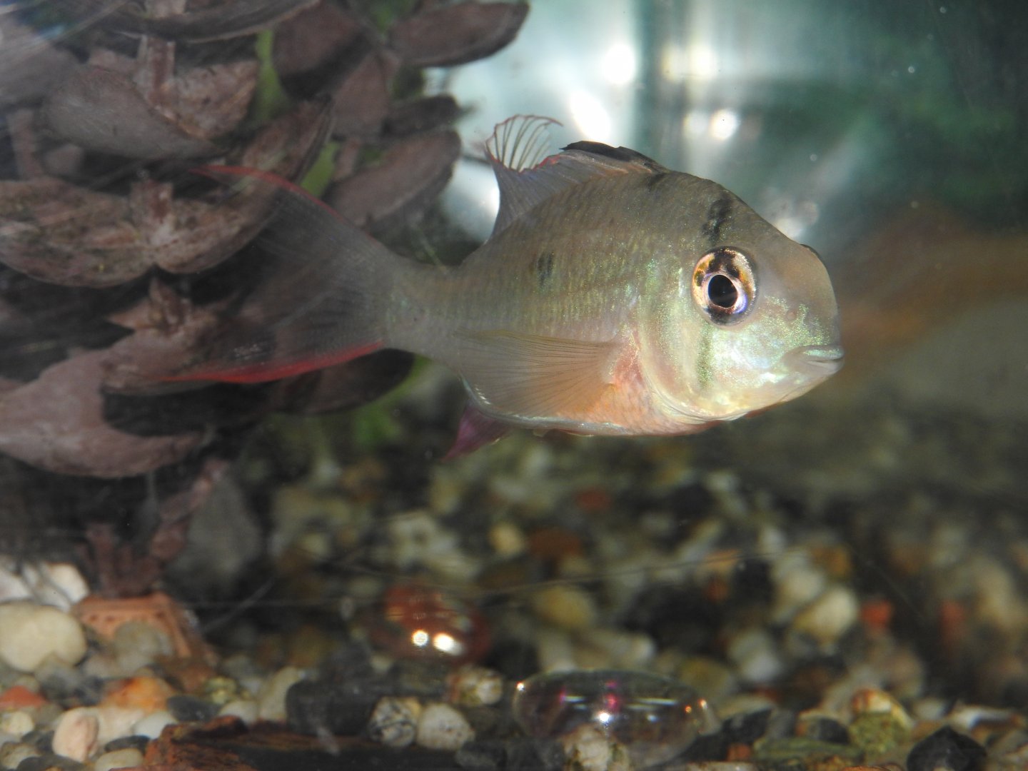 Bolivian Ram male