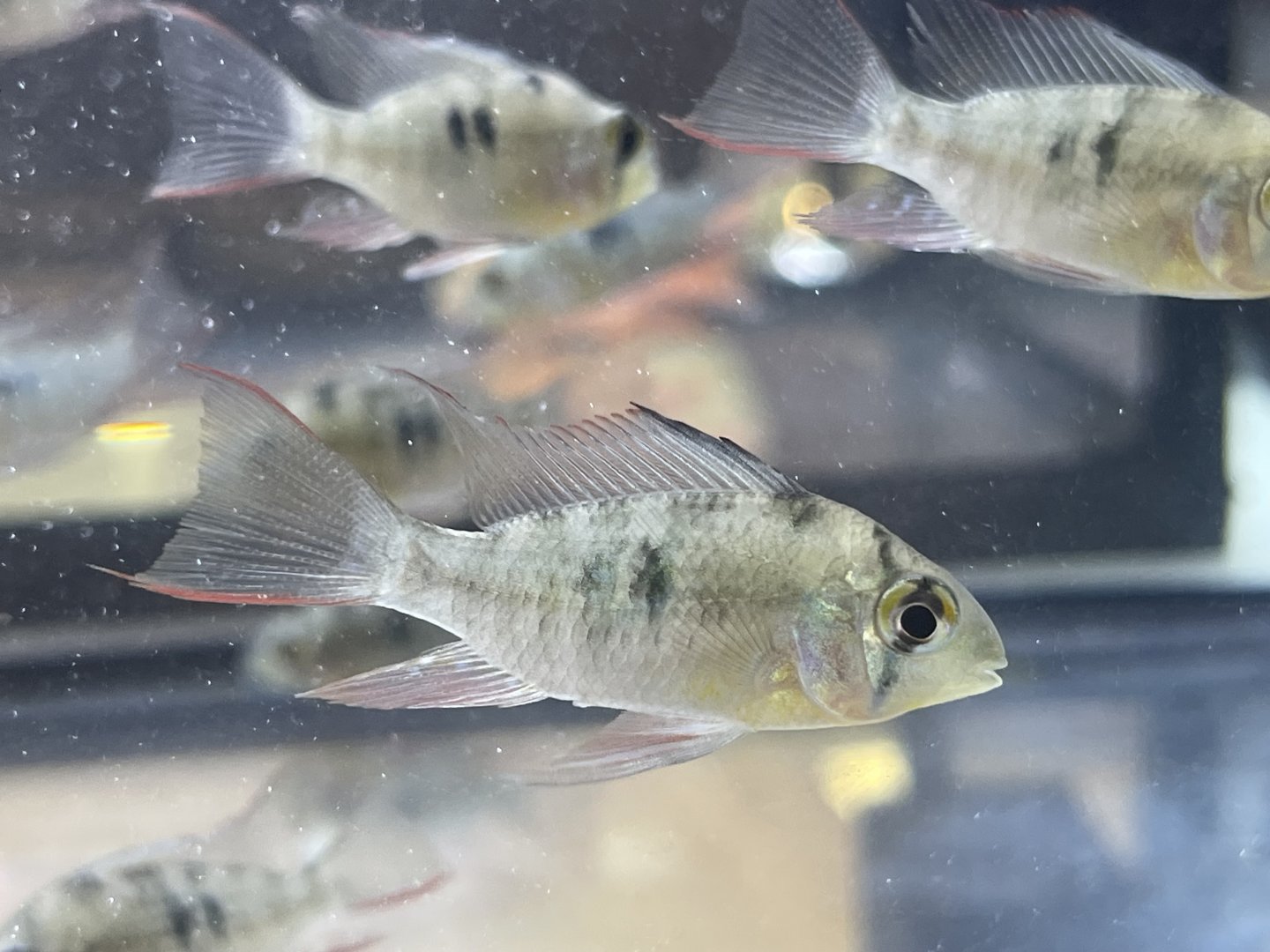 bolivian ram (mikrogeophagus altipinosus)