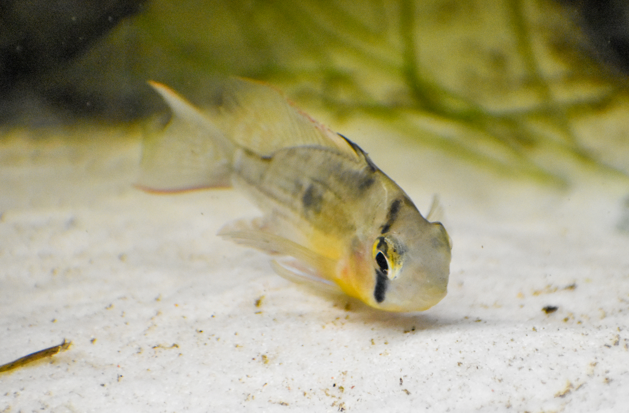 Bolivian Ram (Mikrogeophagus altispinosus)