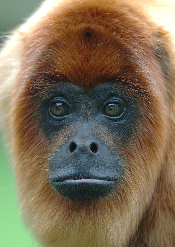 Bolivian red howler 2006