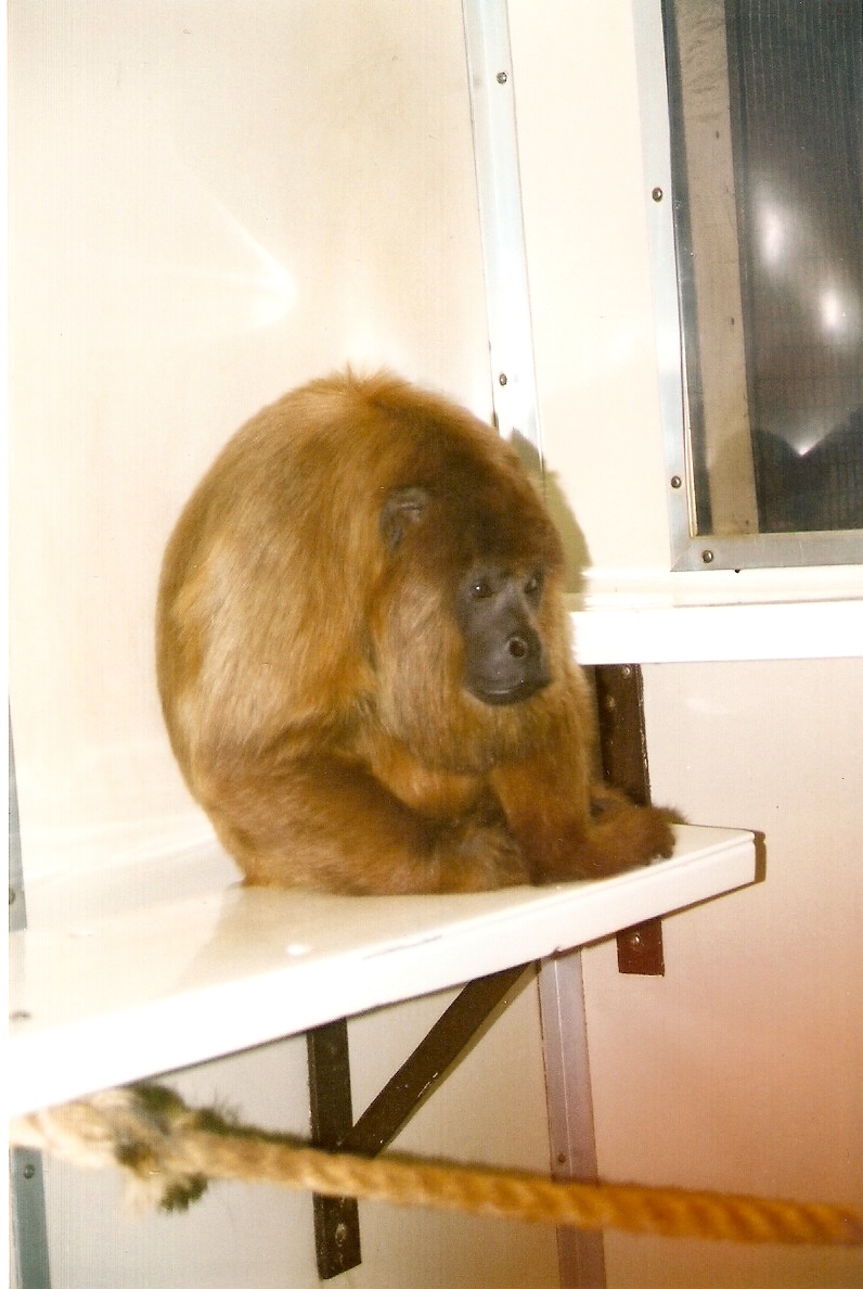 Bolivian Red Howler Monkey at Twycross 10/07/2004