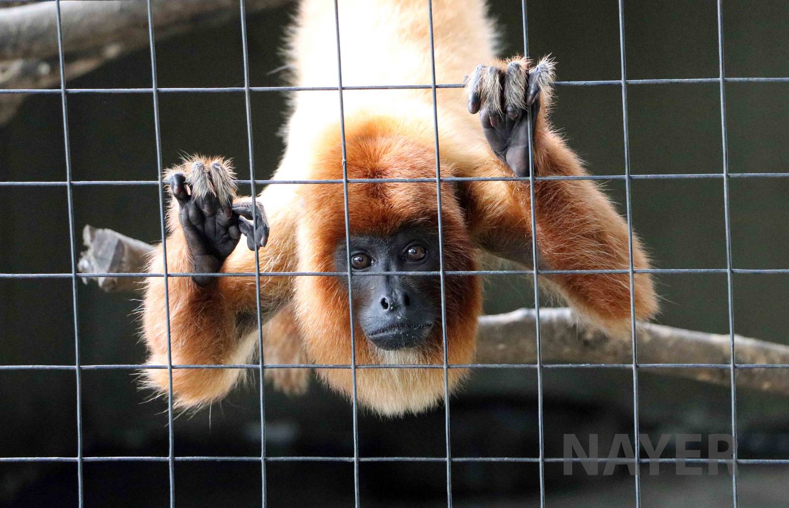 Bolivian red howler monkey, March 2016