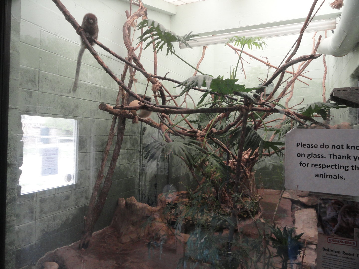 Bolivian Reed Titi Monkey Indoor Exhibit