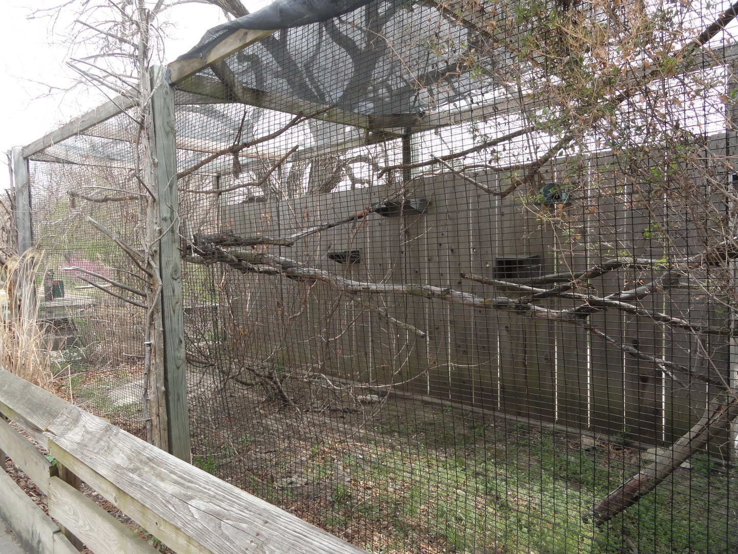 Bolivian Reed Titi Monkey Outdoor Exhibit