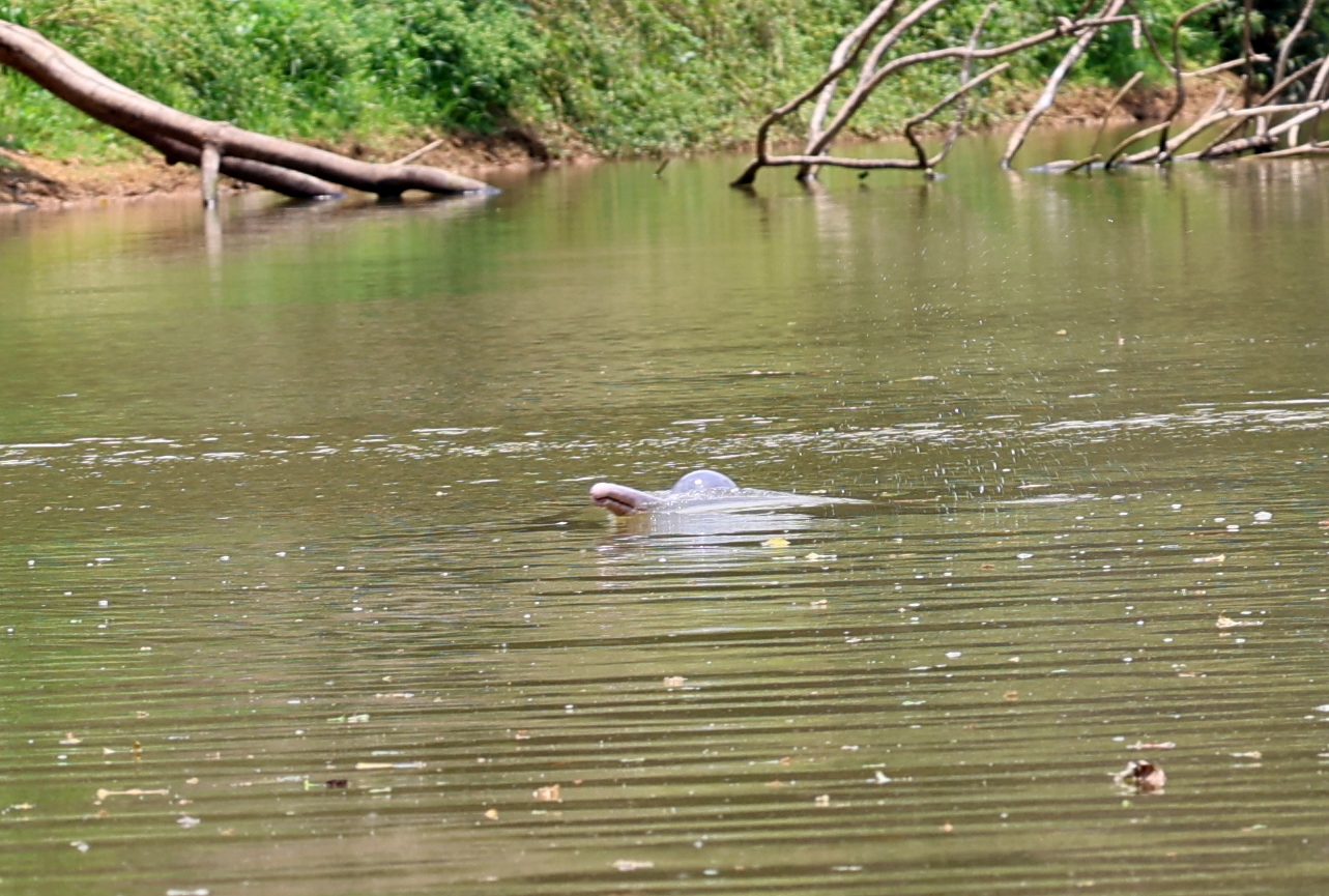 Bolivian river dolphin (Inia boliviensis)