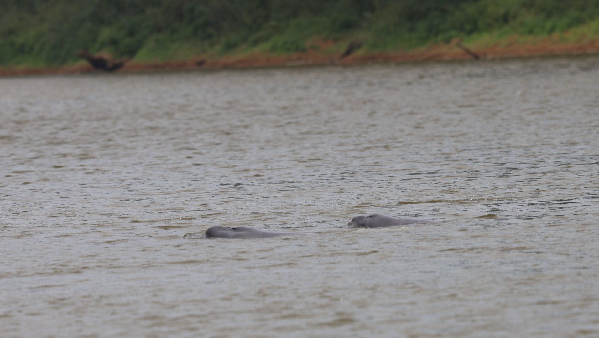 Bolivian river dolphins (Inia boliviensis)
