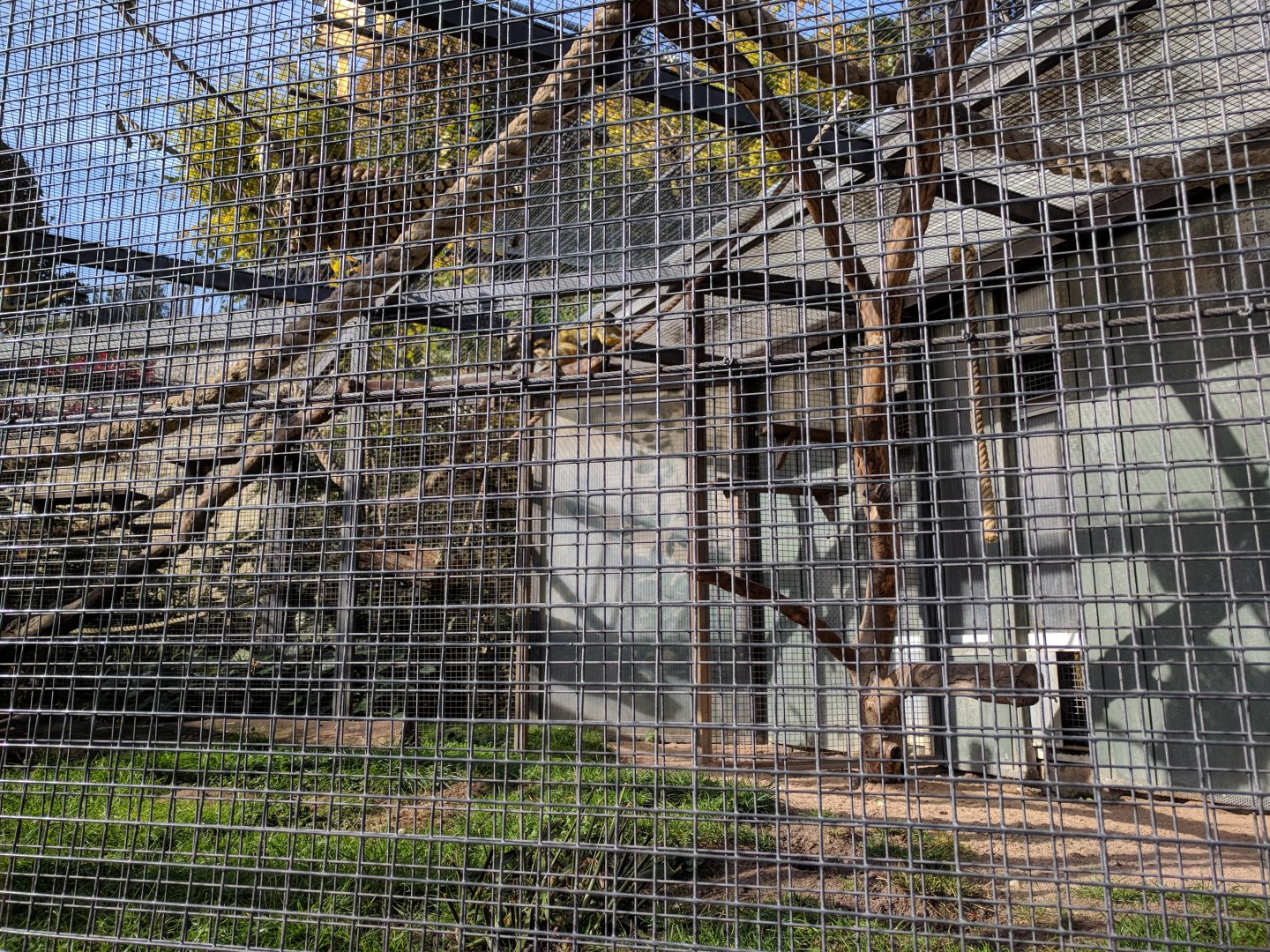 Bolivian squirel Monkey Enclosure