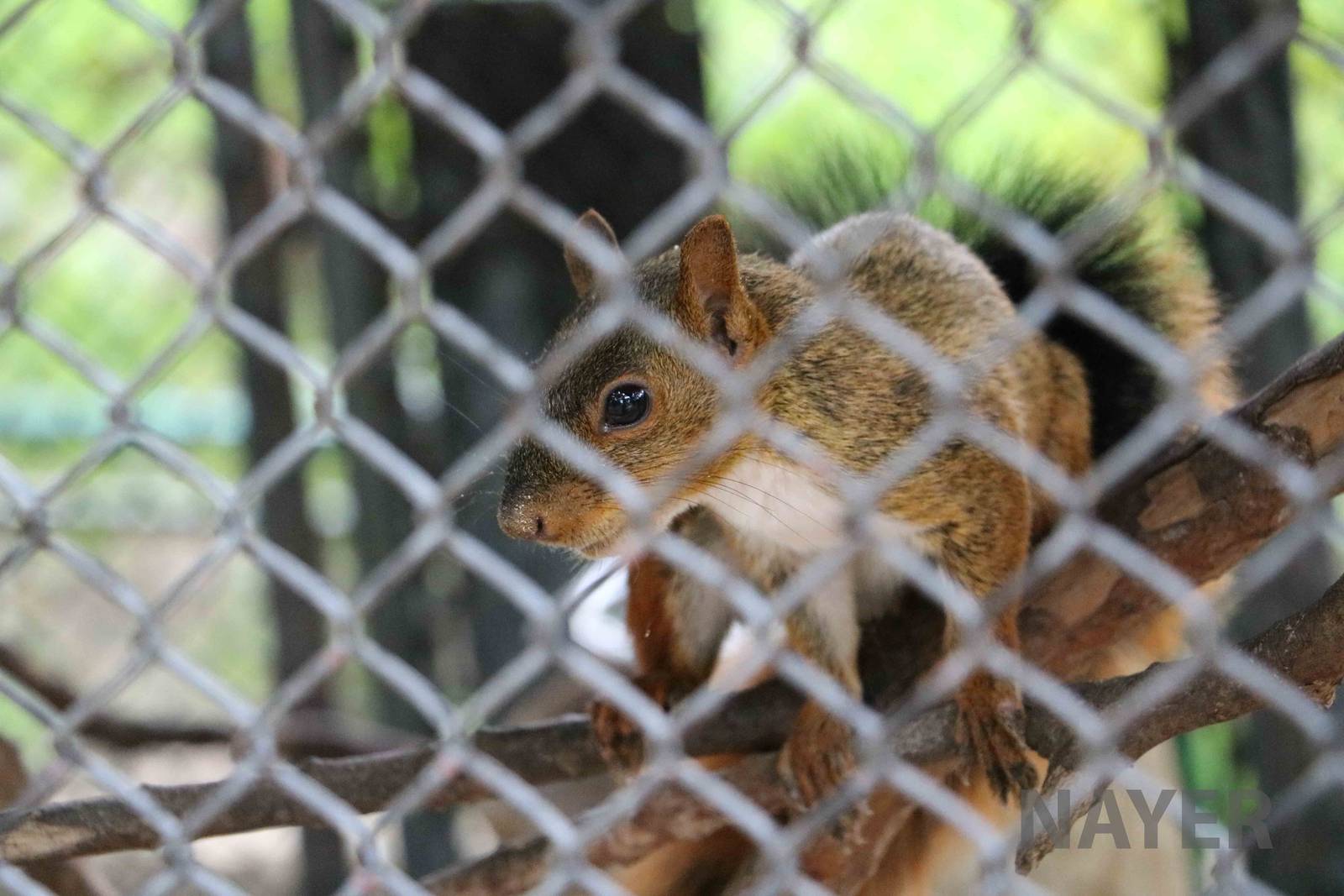Bolivian squirrel, March 2016