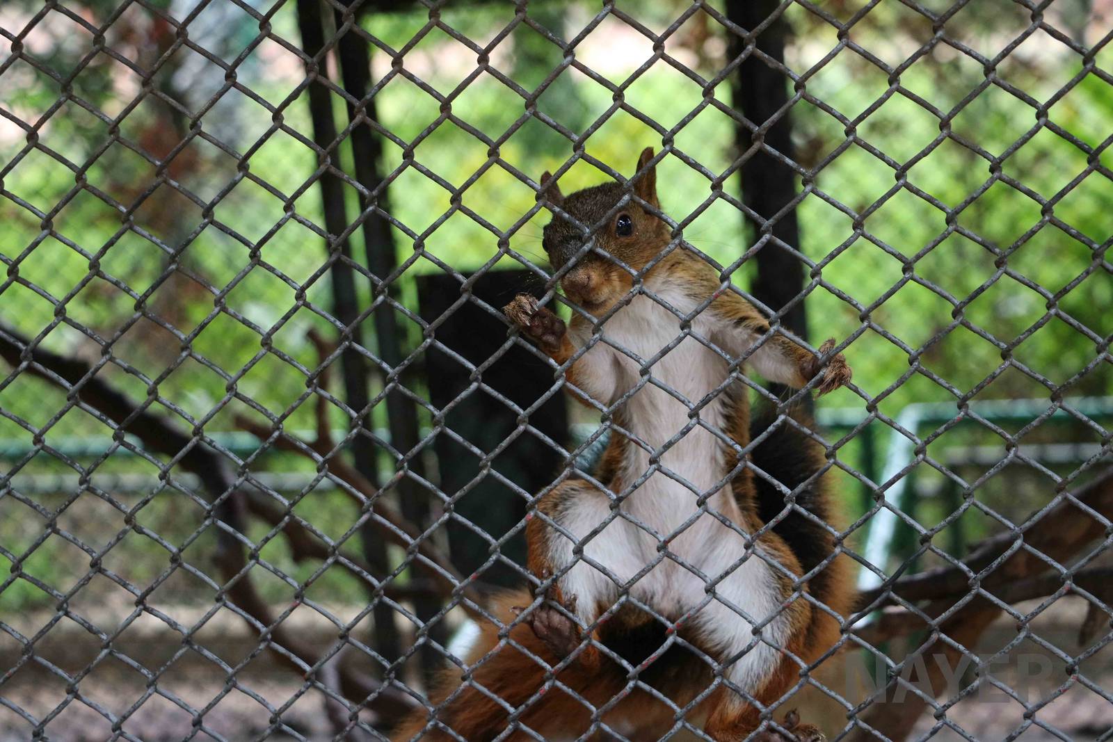 Bolivian squirrel, March 2016