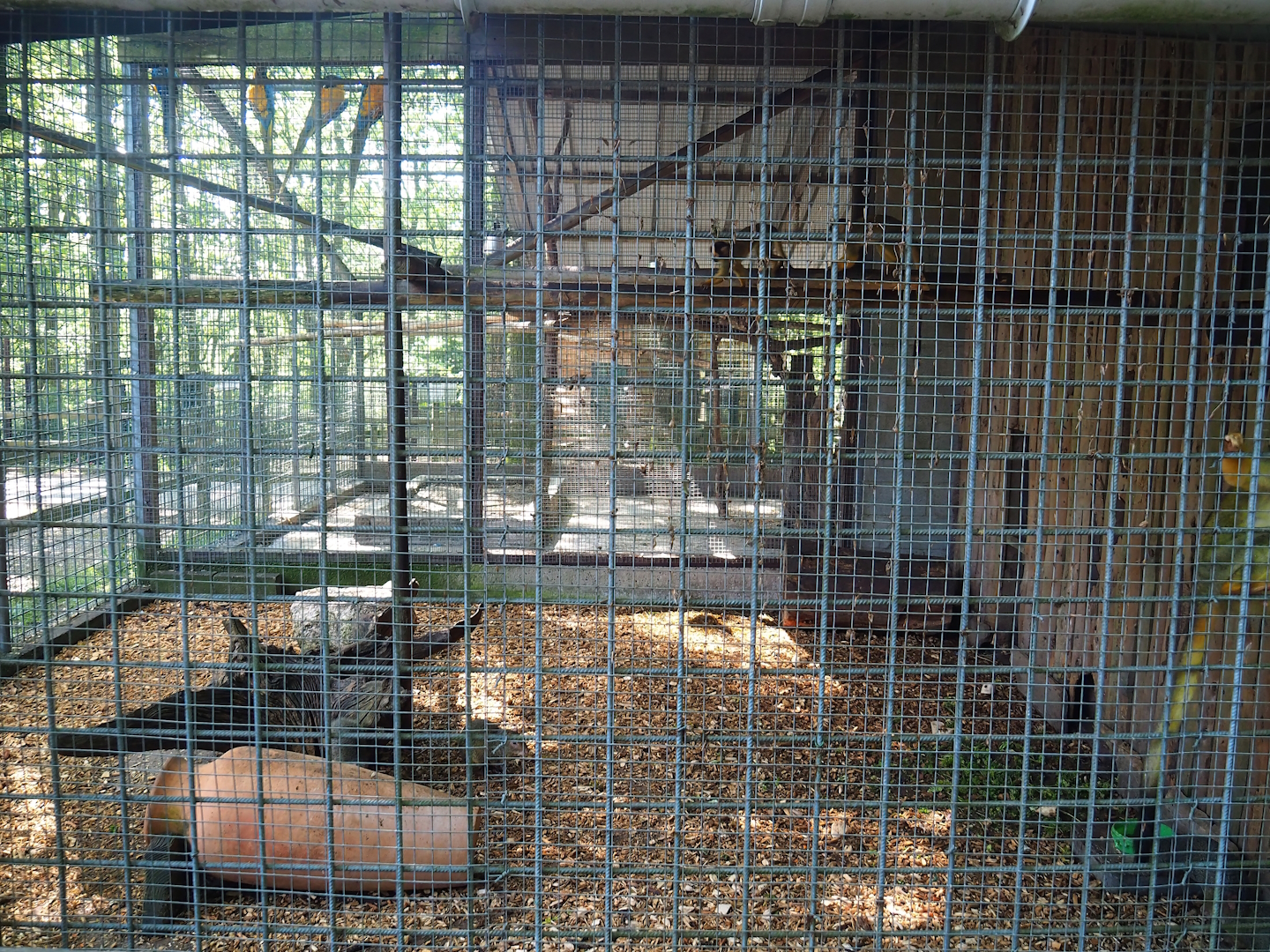 Bolivian squirrel monkey and Central American agouti exhibit, 2023-06-24