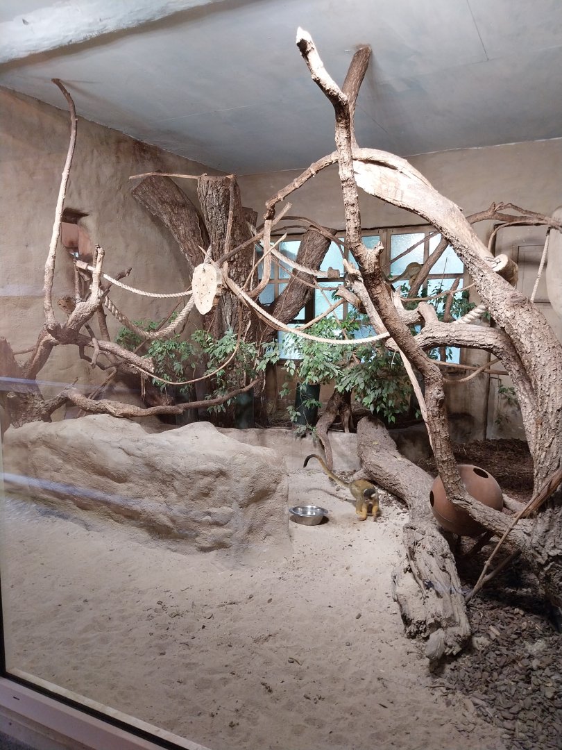Bolivian squirrel monkey and Central American aguti enclosure