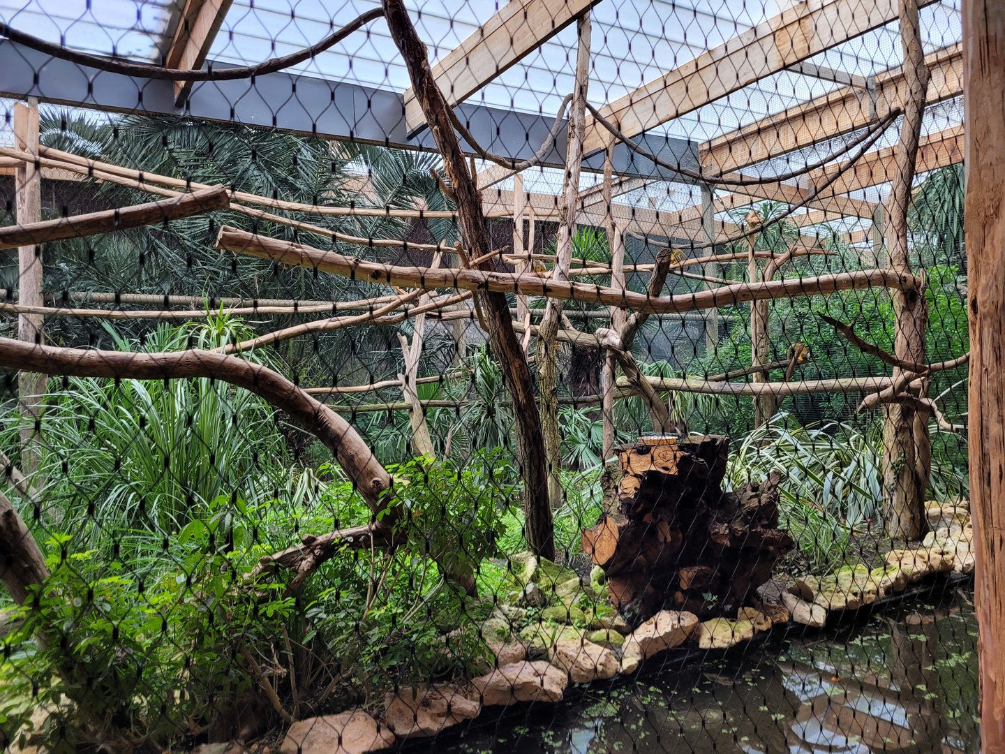 Bolivian squirrel monkey and Common squirrel monkey exhibit -Parc Animalier des Pyrénées (2023)