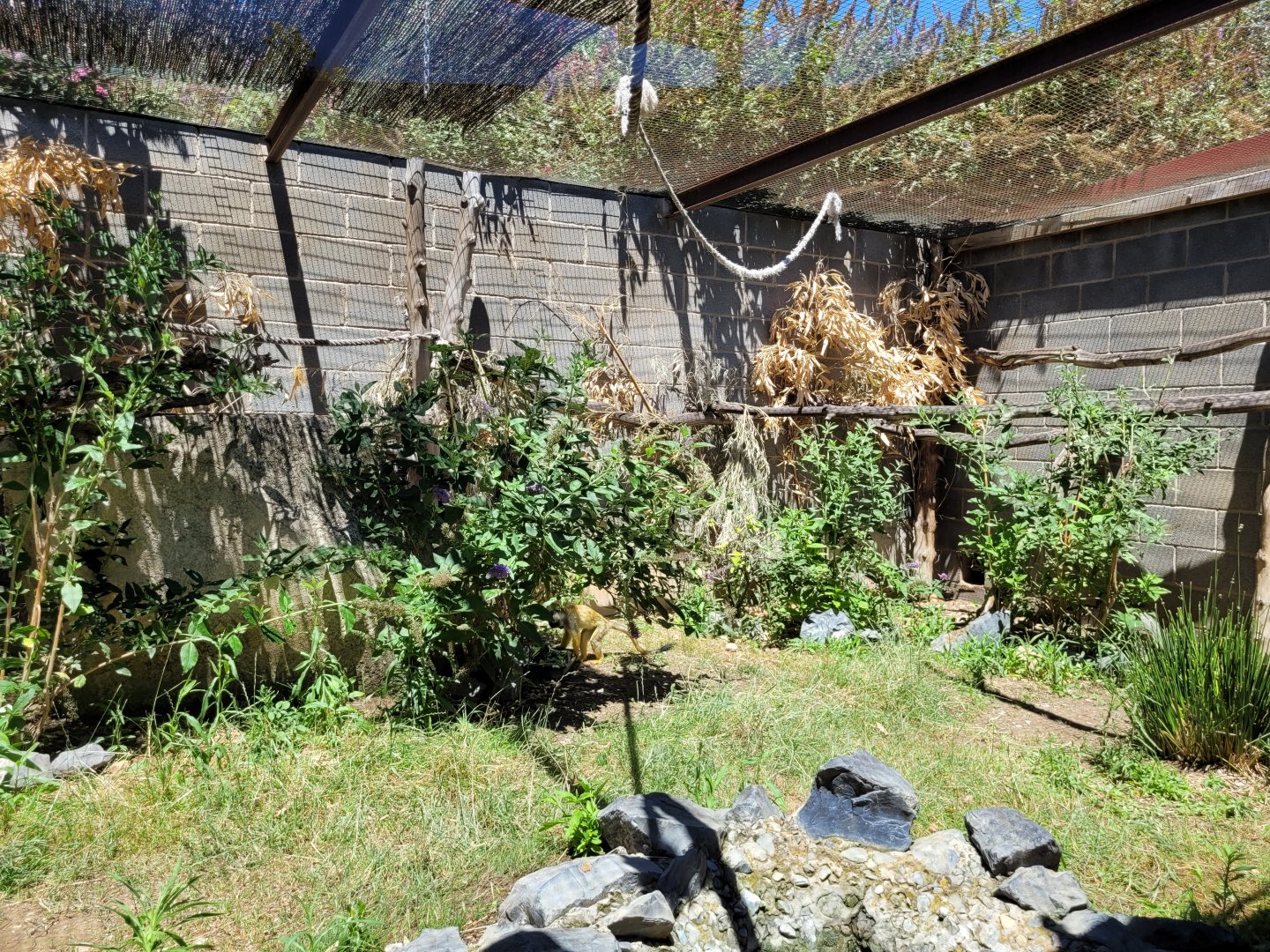 Bolivian squirrel monkey and Leopard tortoise exhibit -Sendaviva (2024)