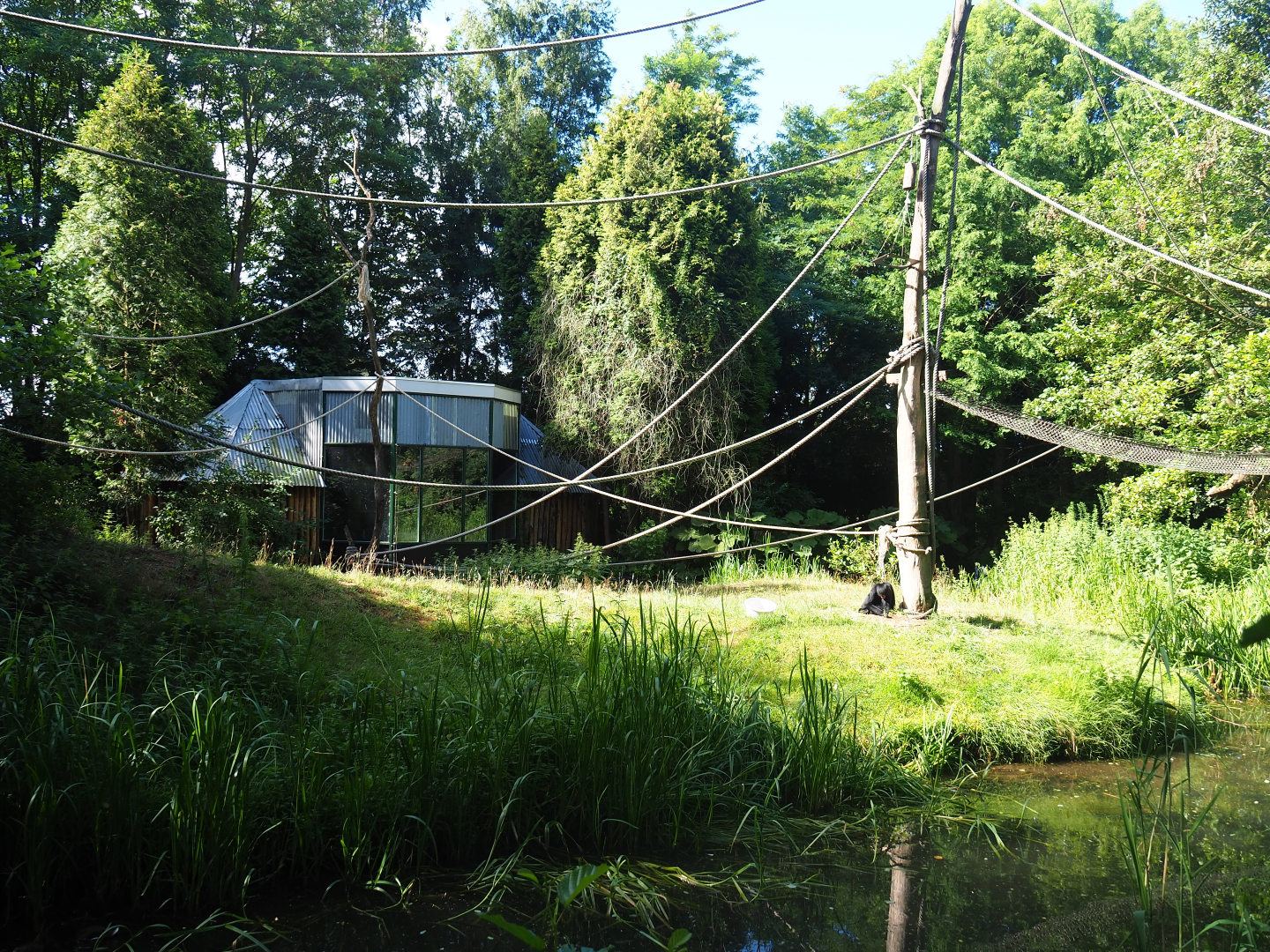 Bolivian squirrel monkey and Red-faced spider monkey island, 2019-08-11