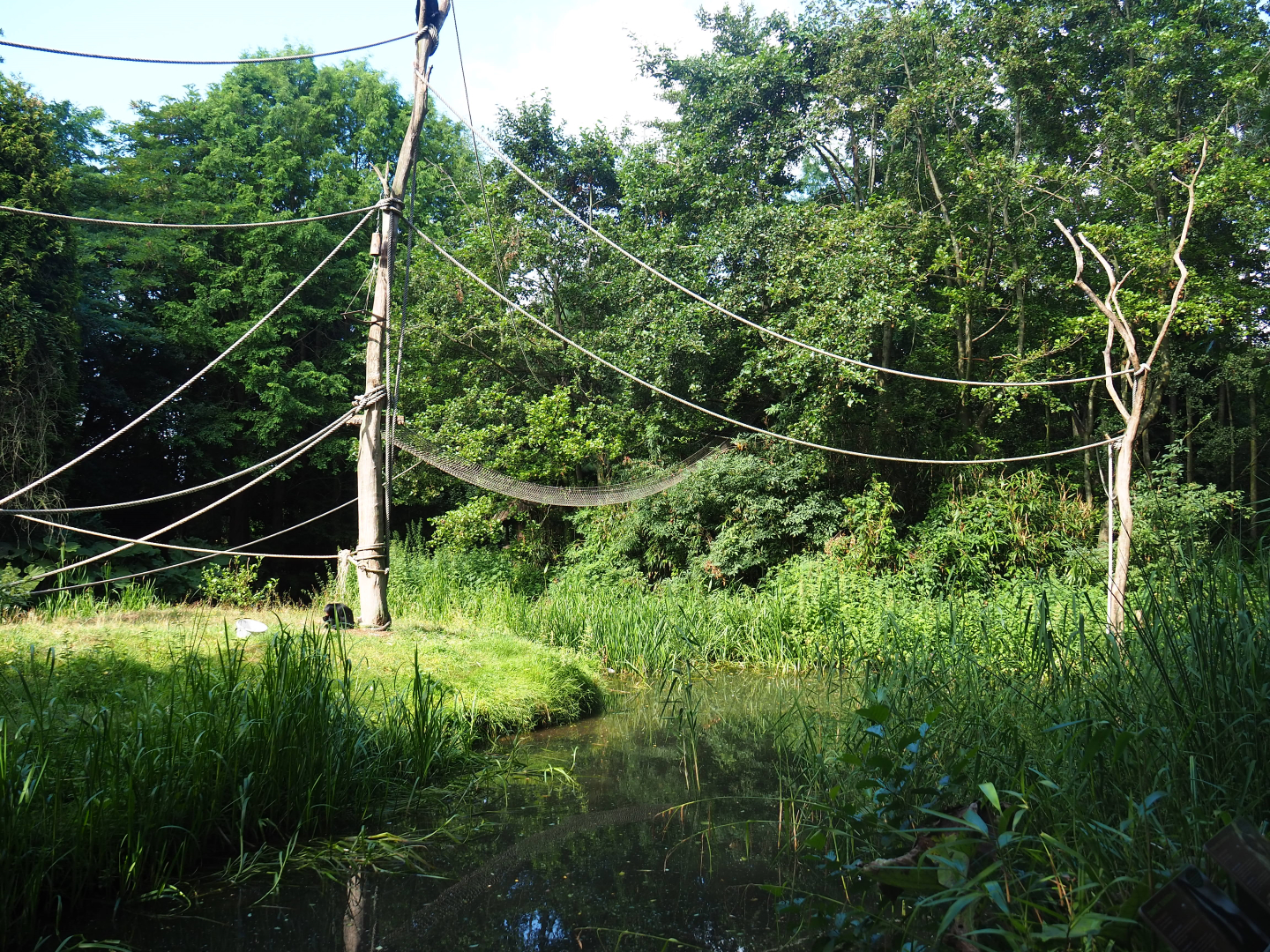 Bolivian squirrel monkey and Red-faced spider monkey island, 2019-08-11