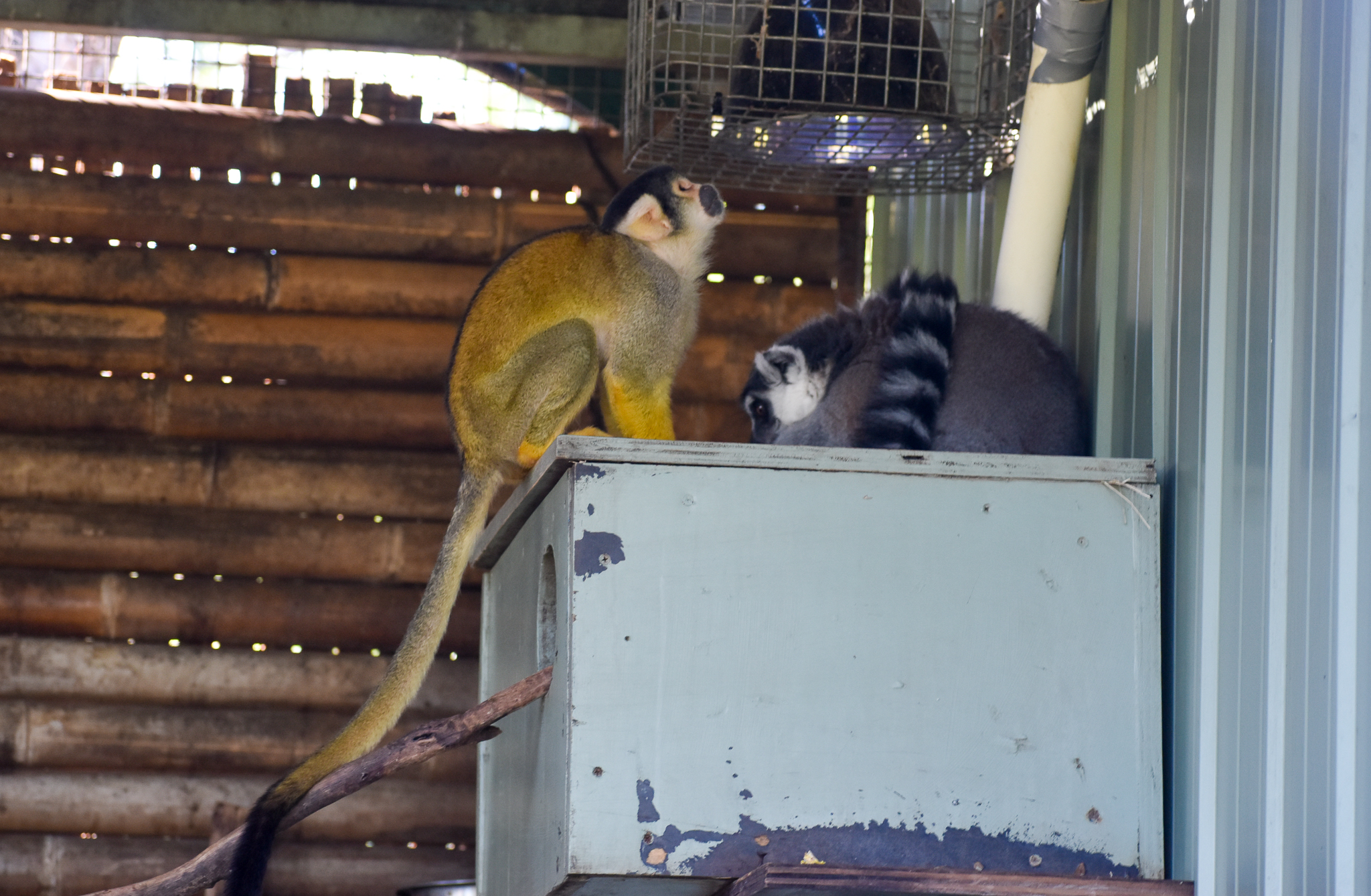 Bolivian Squirrel Monkey and Ring-tailed Lemur