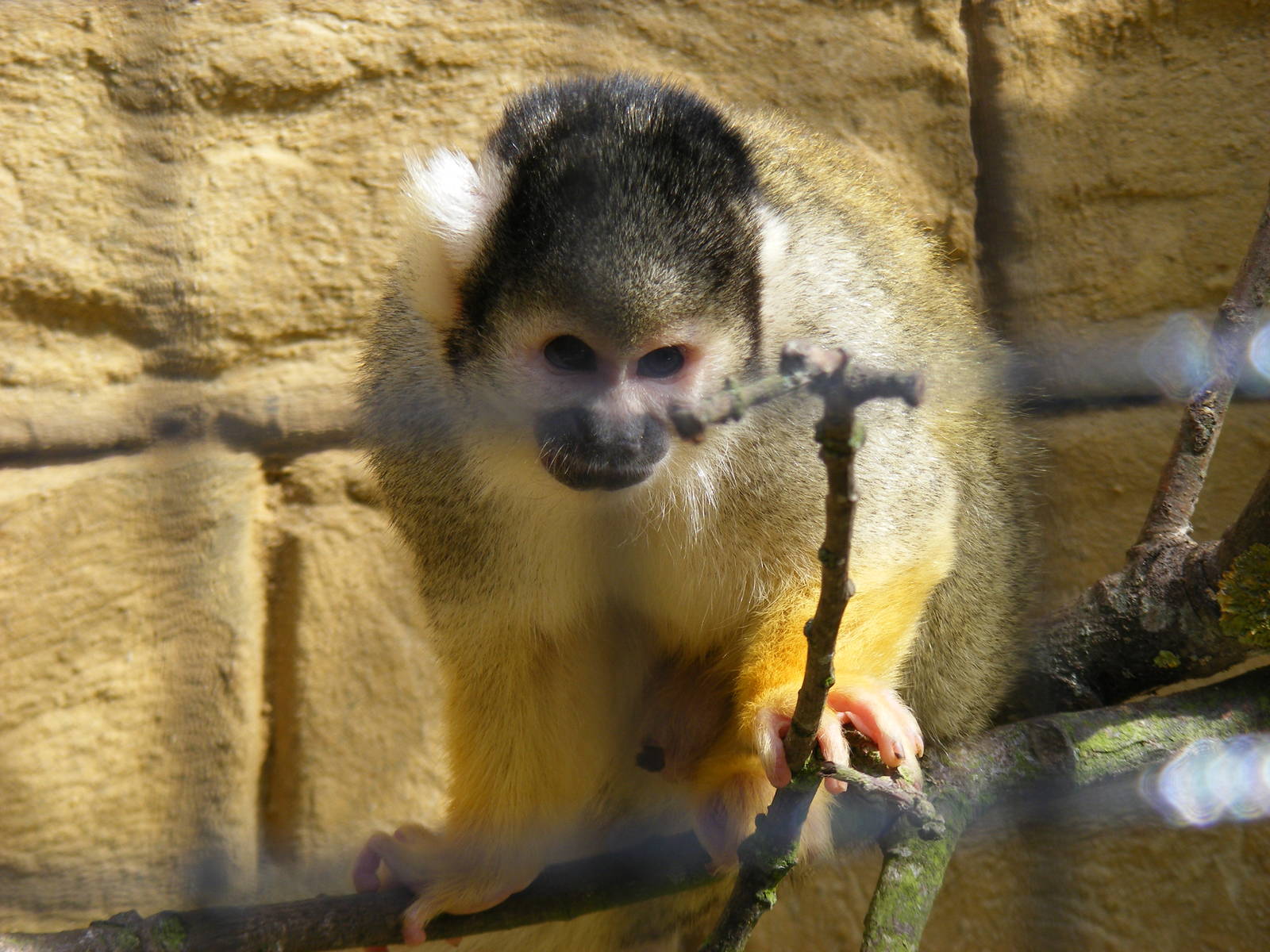 Bolivian squirrel monkey at Amazon World, 5 April 2010