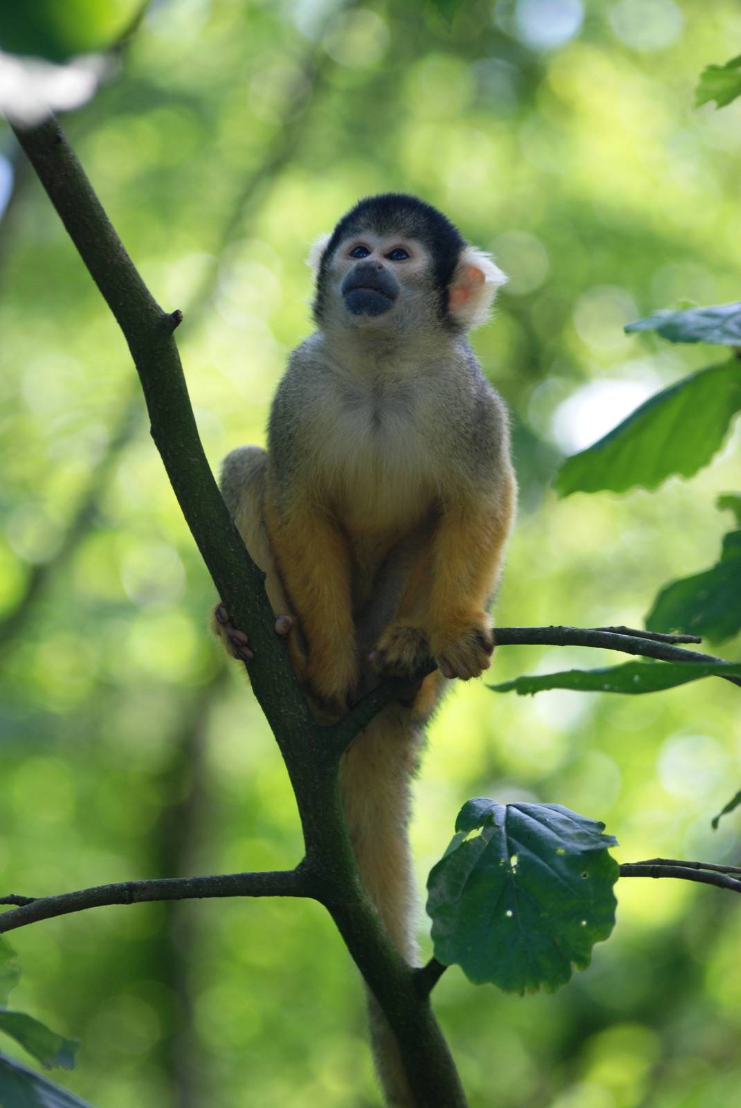 Bolivian Squirrel Monkey at Apenheul, 30/05/12
