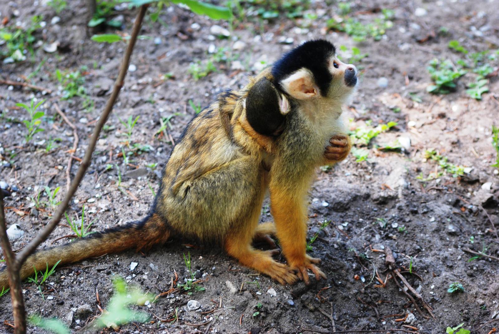 Bolivian Squirrel Monkey at Apenheul, 30/05/12