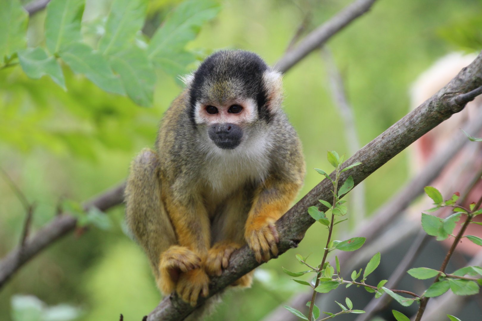 Bolivian squirrel monkey - August 2018