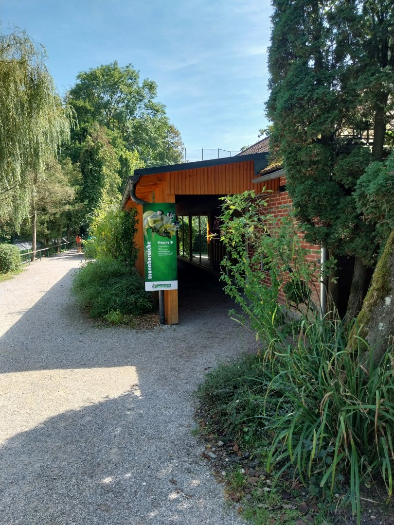 Bolivian squirrel monkey backside viewing point