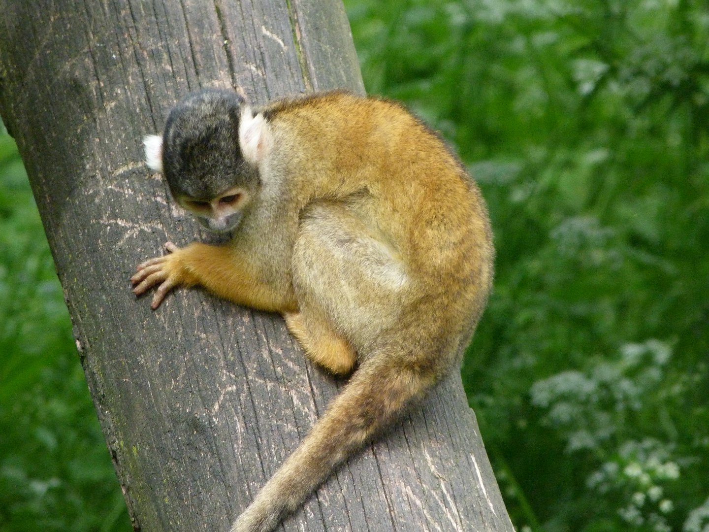 Bolivian squirrel monkey -Bioparc de Doué la Fontaine (2025)