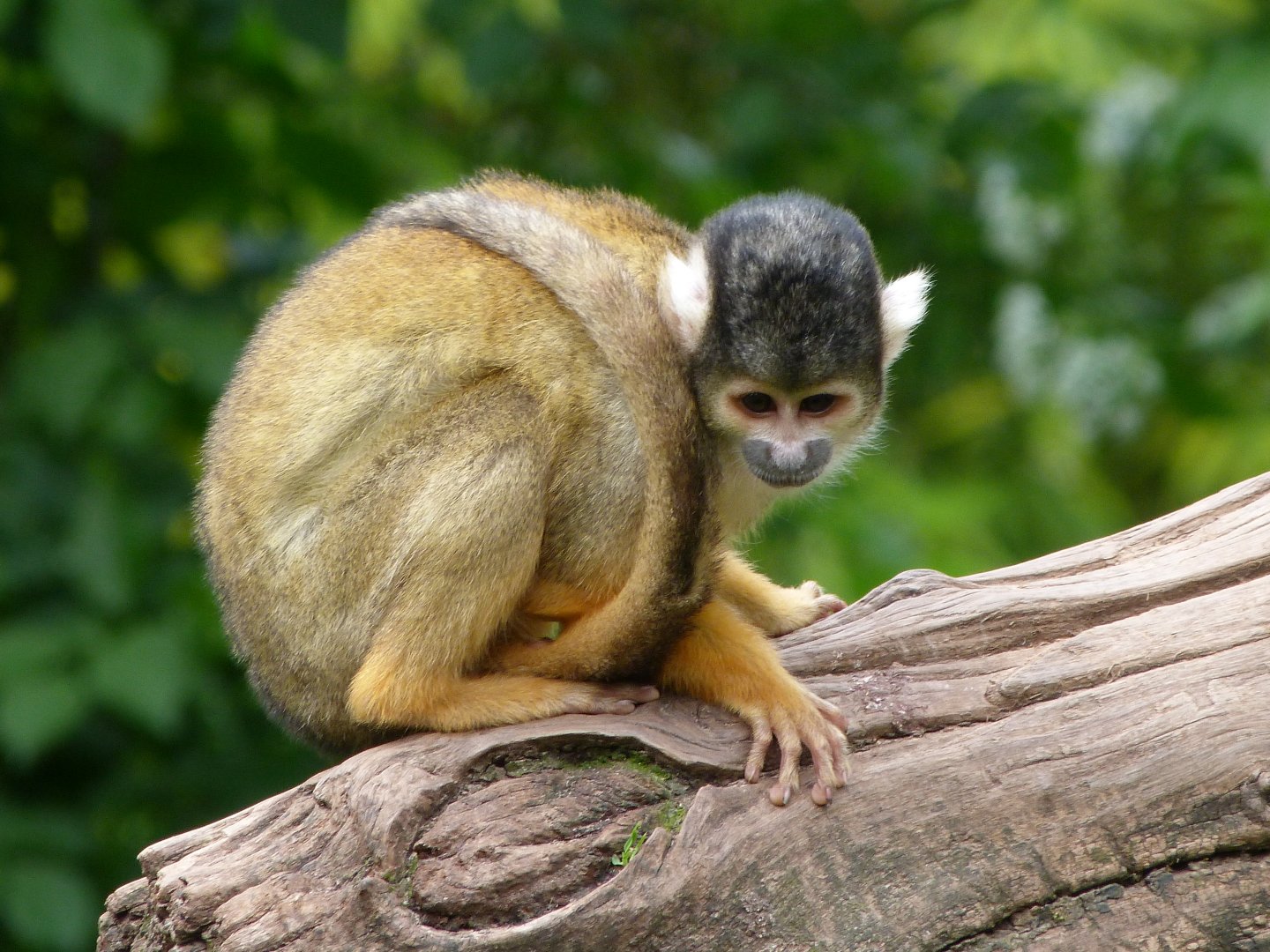 Bolivian squirrel monkey -Bioparc de Doué la Fontaine (2025)
