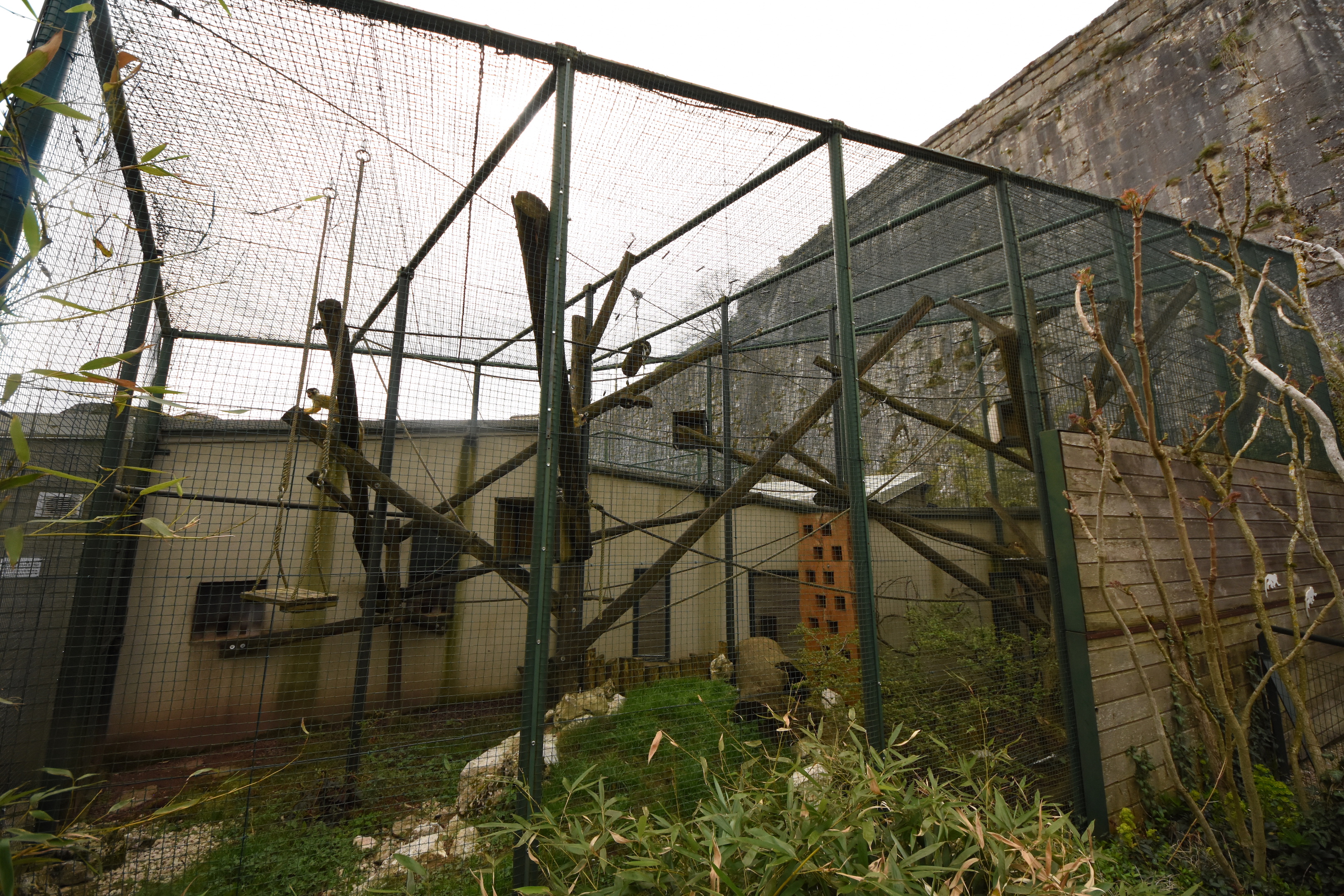 Bolivian squirrel monkey cage