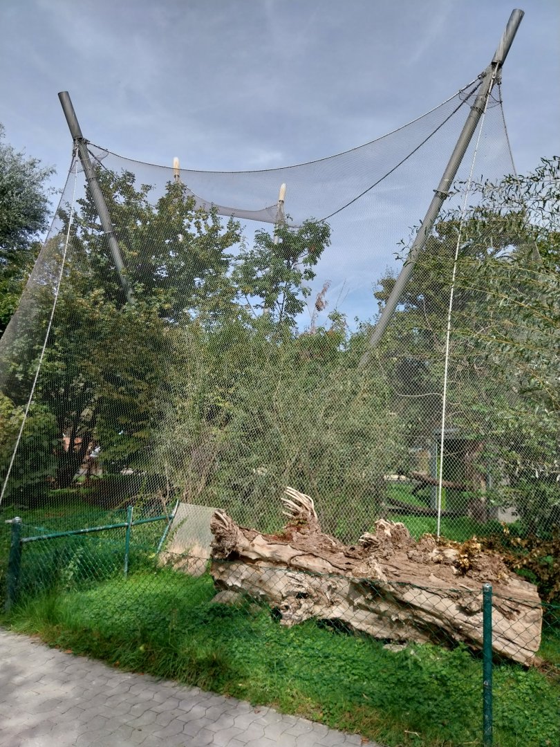 Bolivian squirrel monkey & common red-rumped agouti aviary